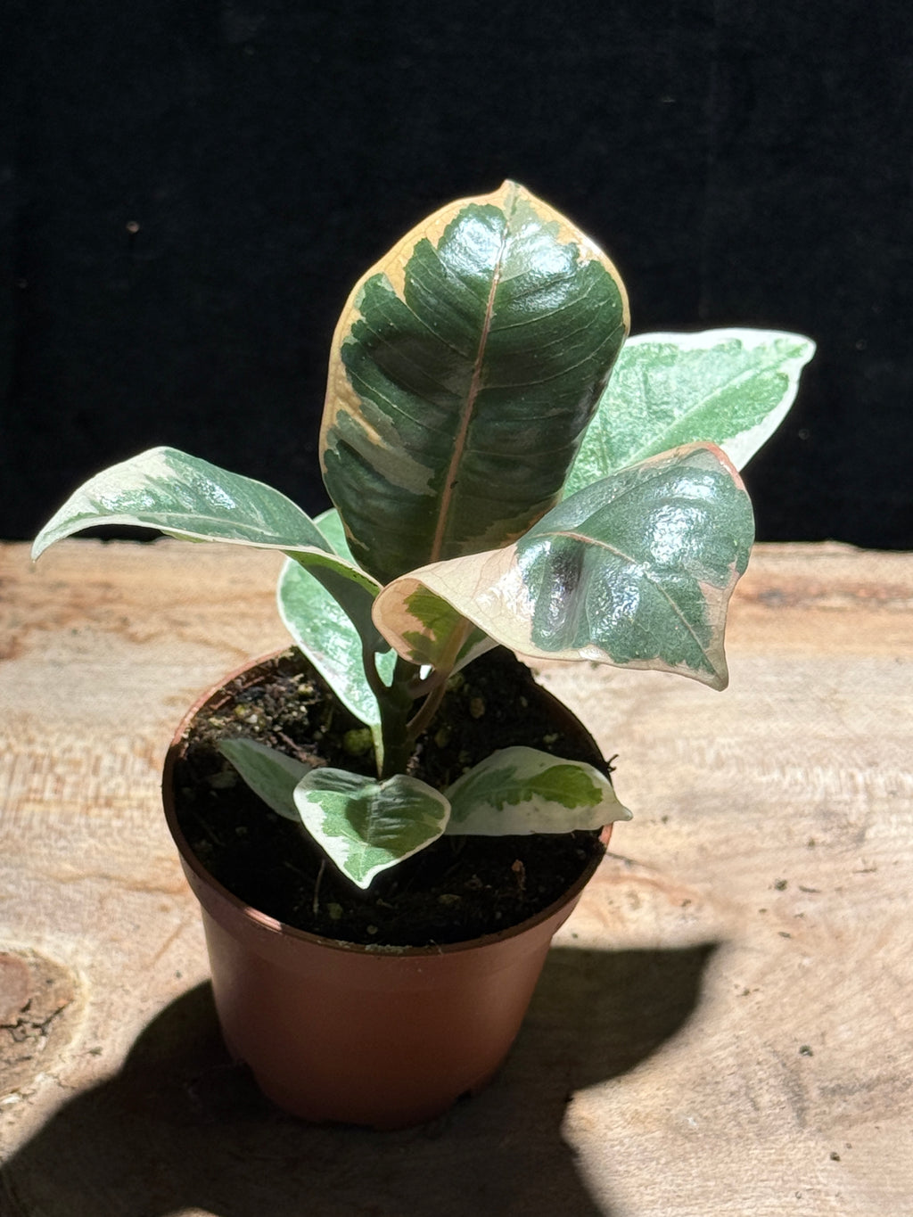 Ficus elastica ‘Tineke’ – Variegated Rubber Tree