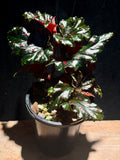 Begonia serripeltata – Freckled Pink Begonia