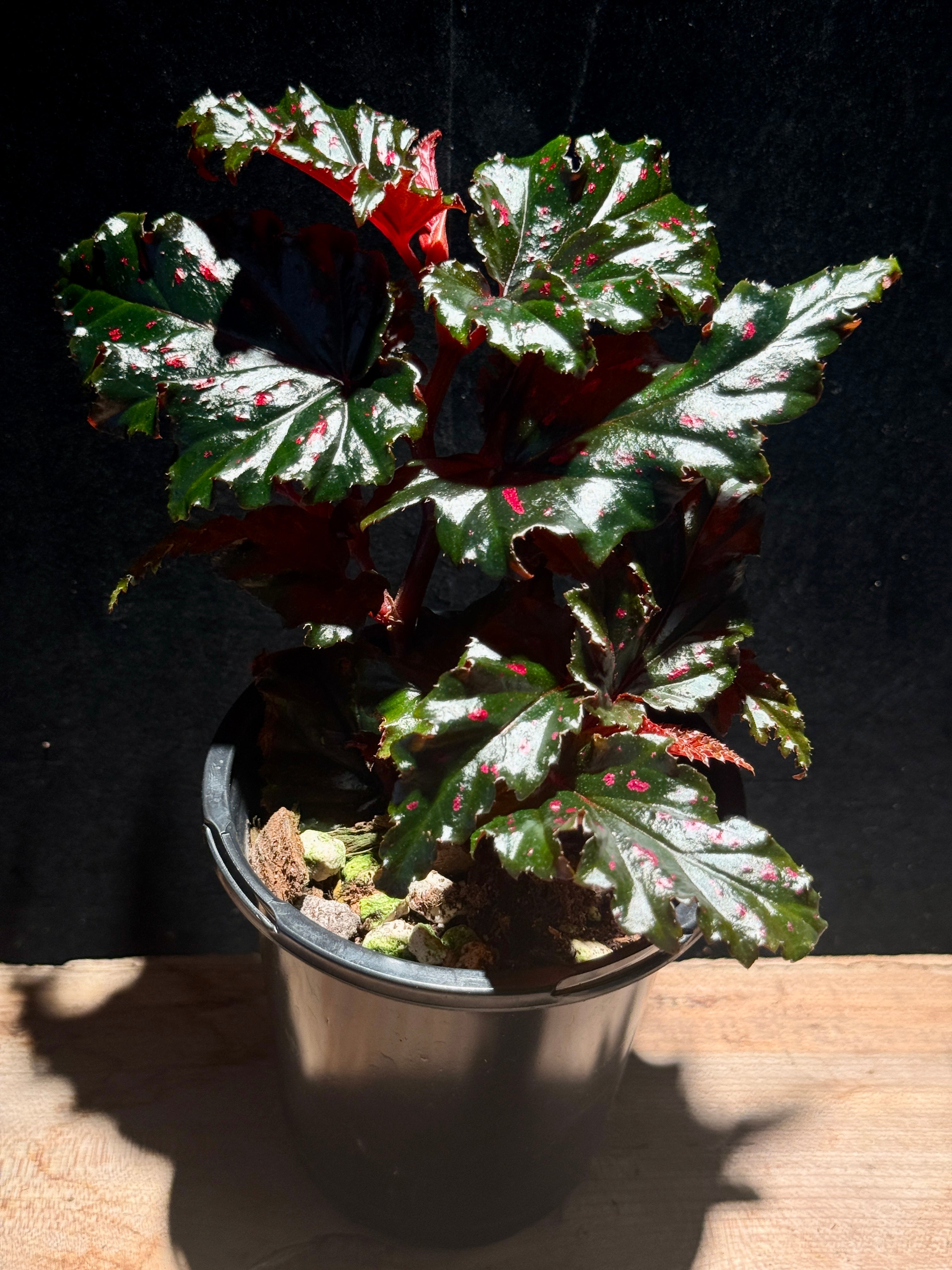 Begonia serripeltata – Freckled Pink Begonia