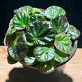 Begonia 'Manaus'