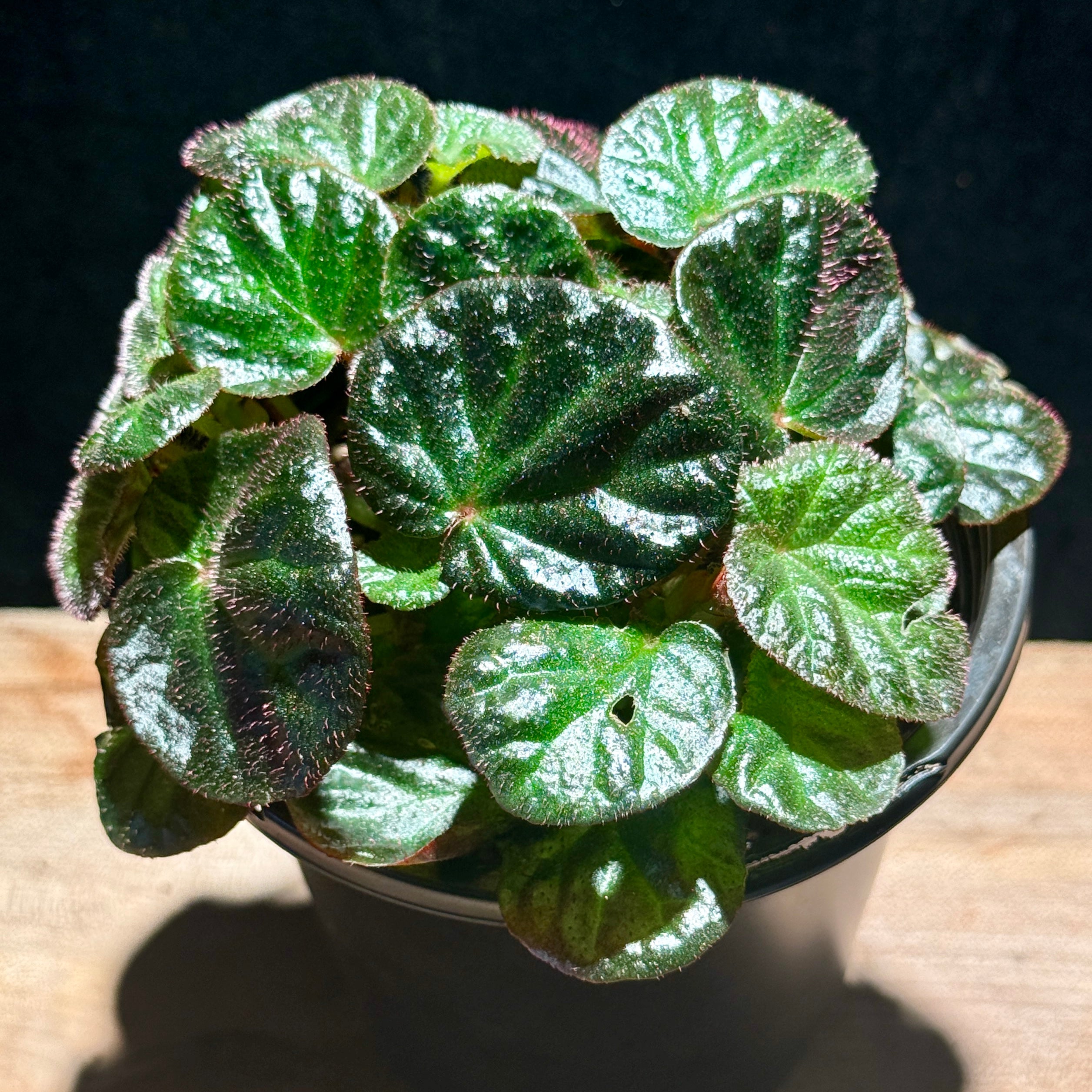 Begonia 'Manaus'