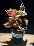Begonia Variegated Snowcap