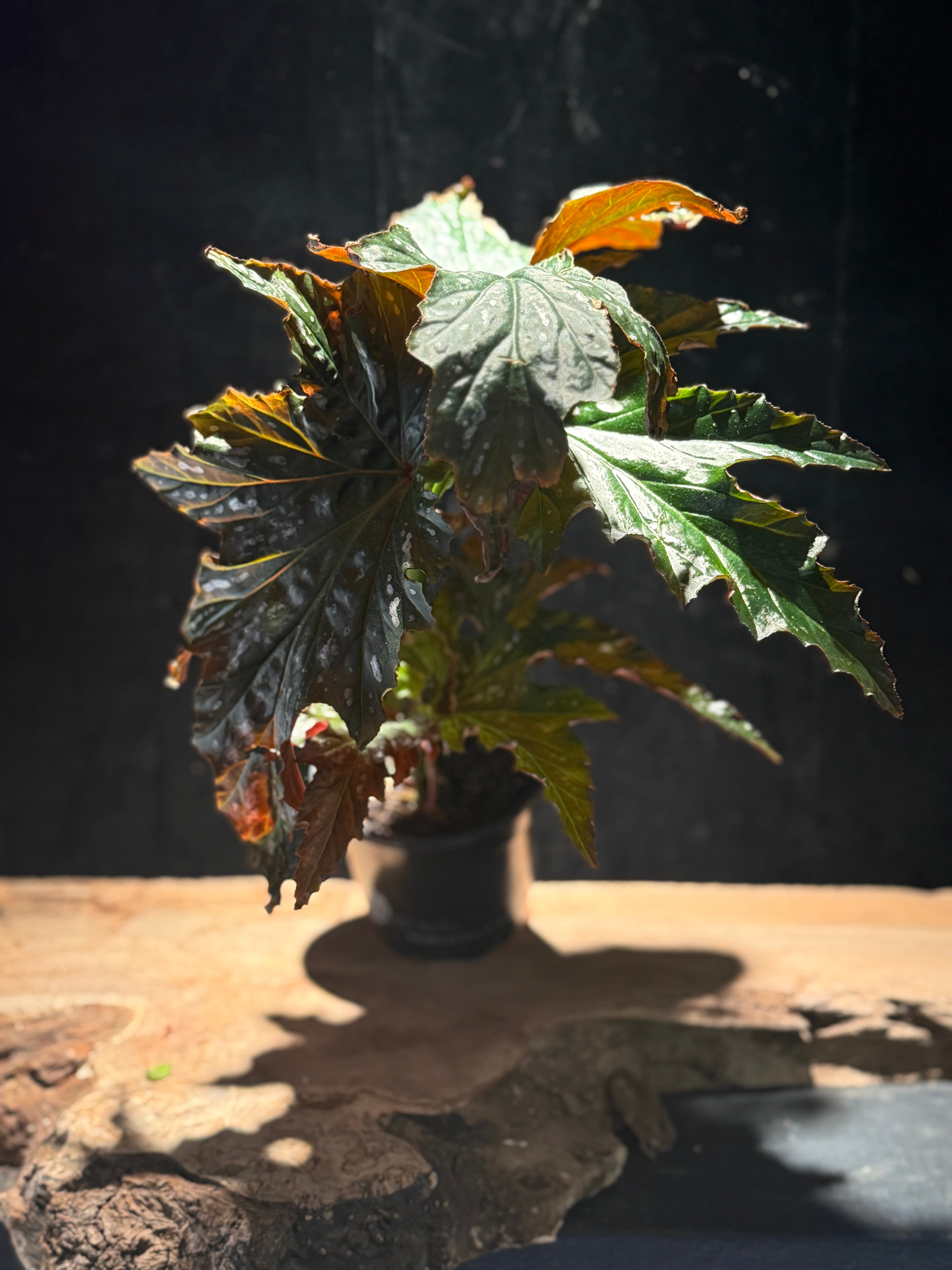 Begonia ‘Sophie Cecile’ – Painterly Angel Begonia