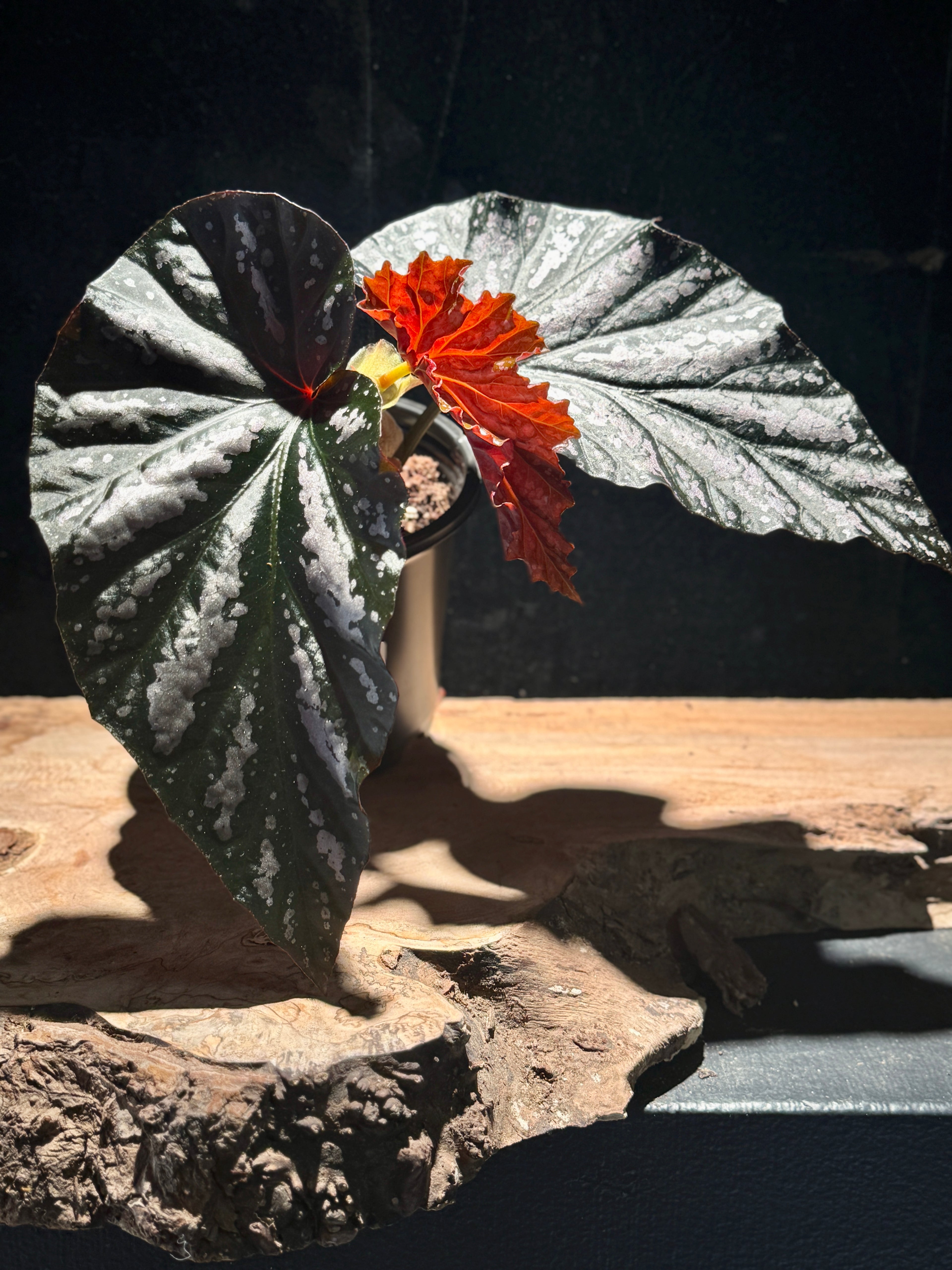 Begonia ‘Sophie Cecile’ – Painterly Angel Begonia