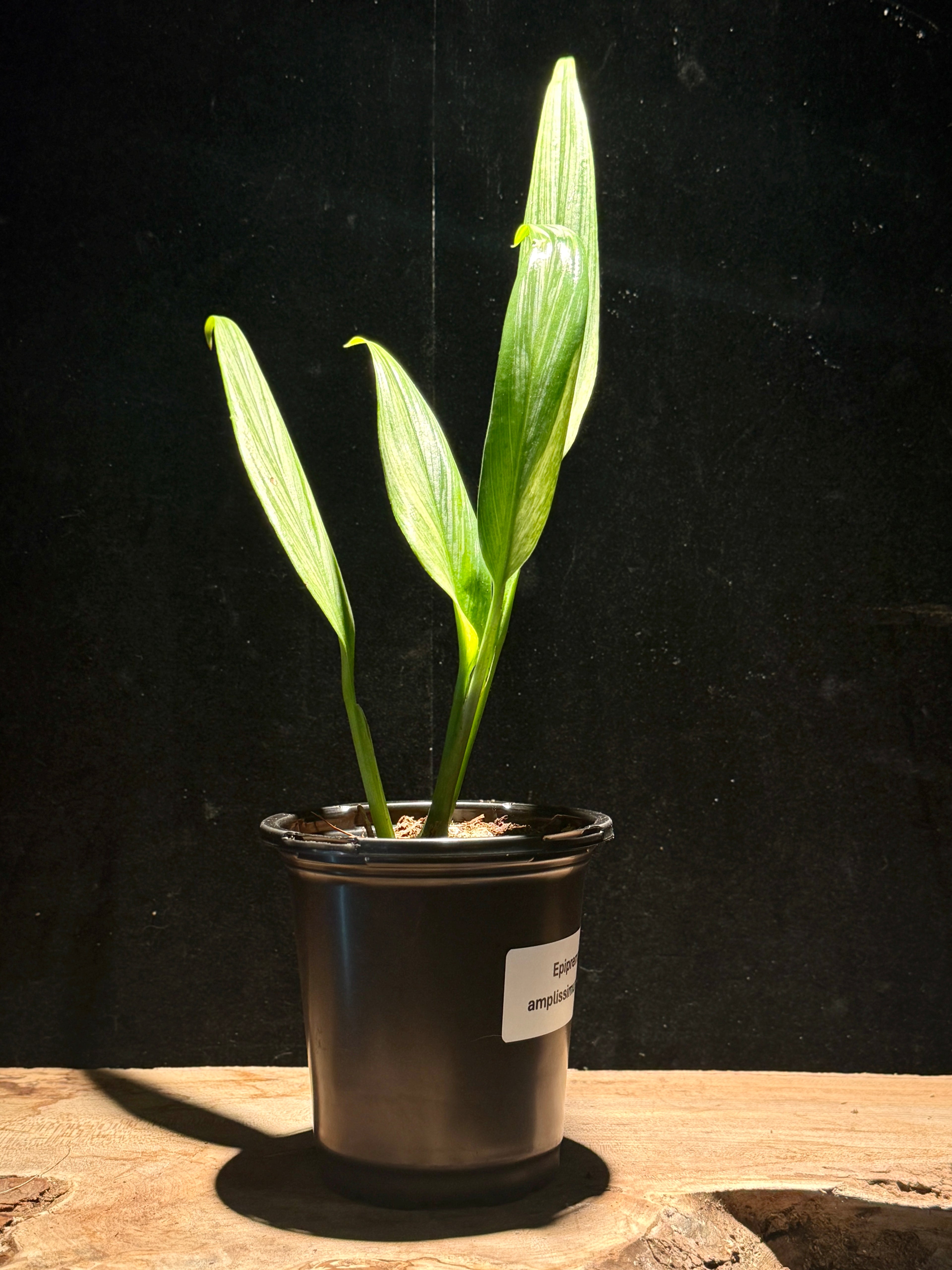 Epipremnum amplissimum ‘Aurea’ – Gold Variegated Amplissimum