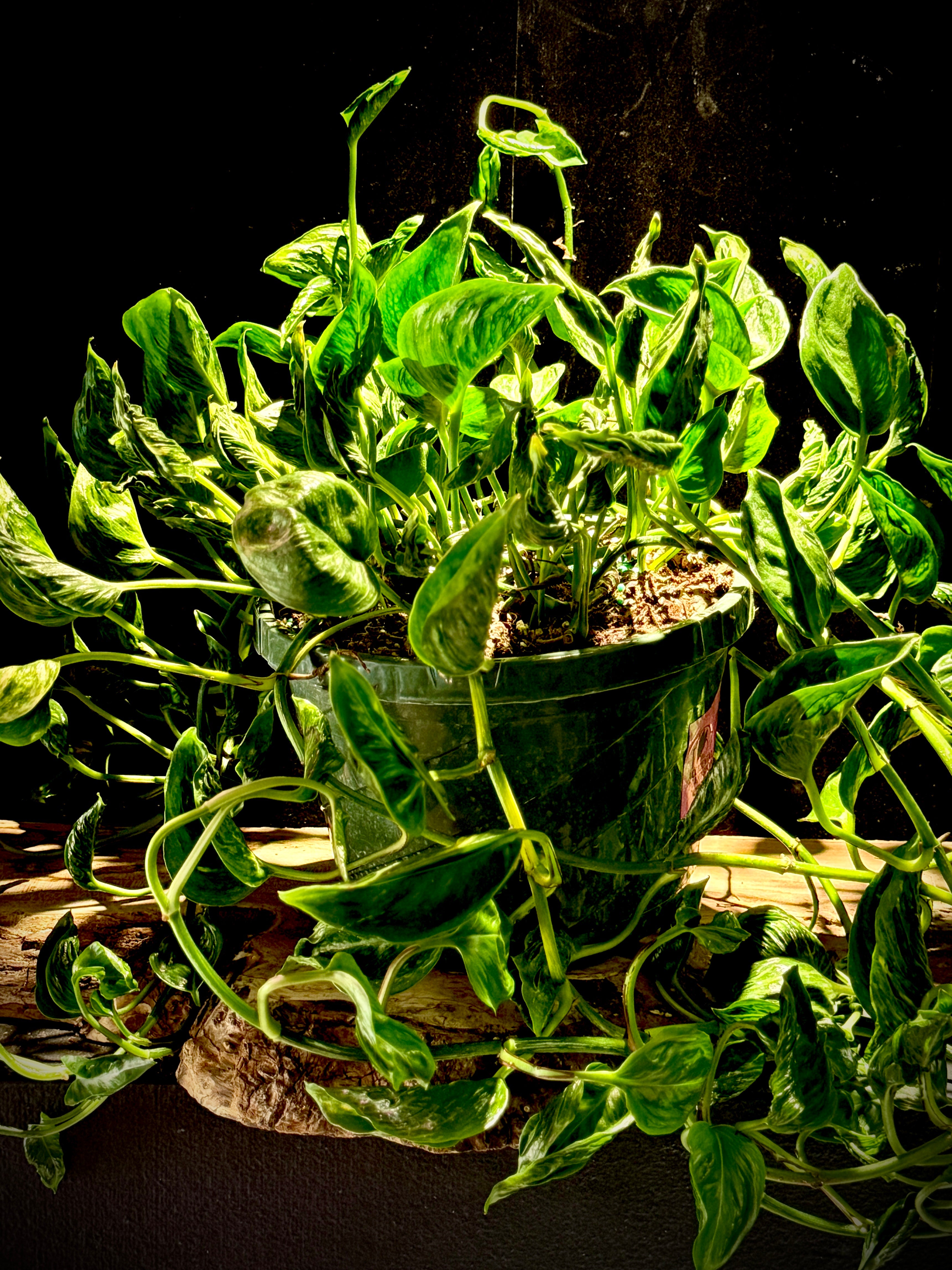 Epipremnum ‘Shangri-La’ – Crinkled Jungle Pothos