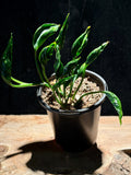 Epipremnum ‘Shangri-La’ – Crinkled Jungle Pothos