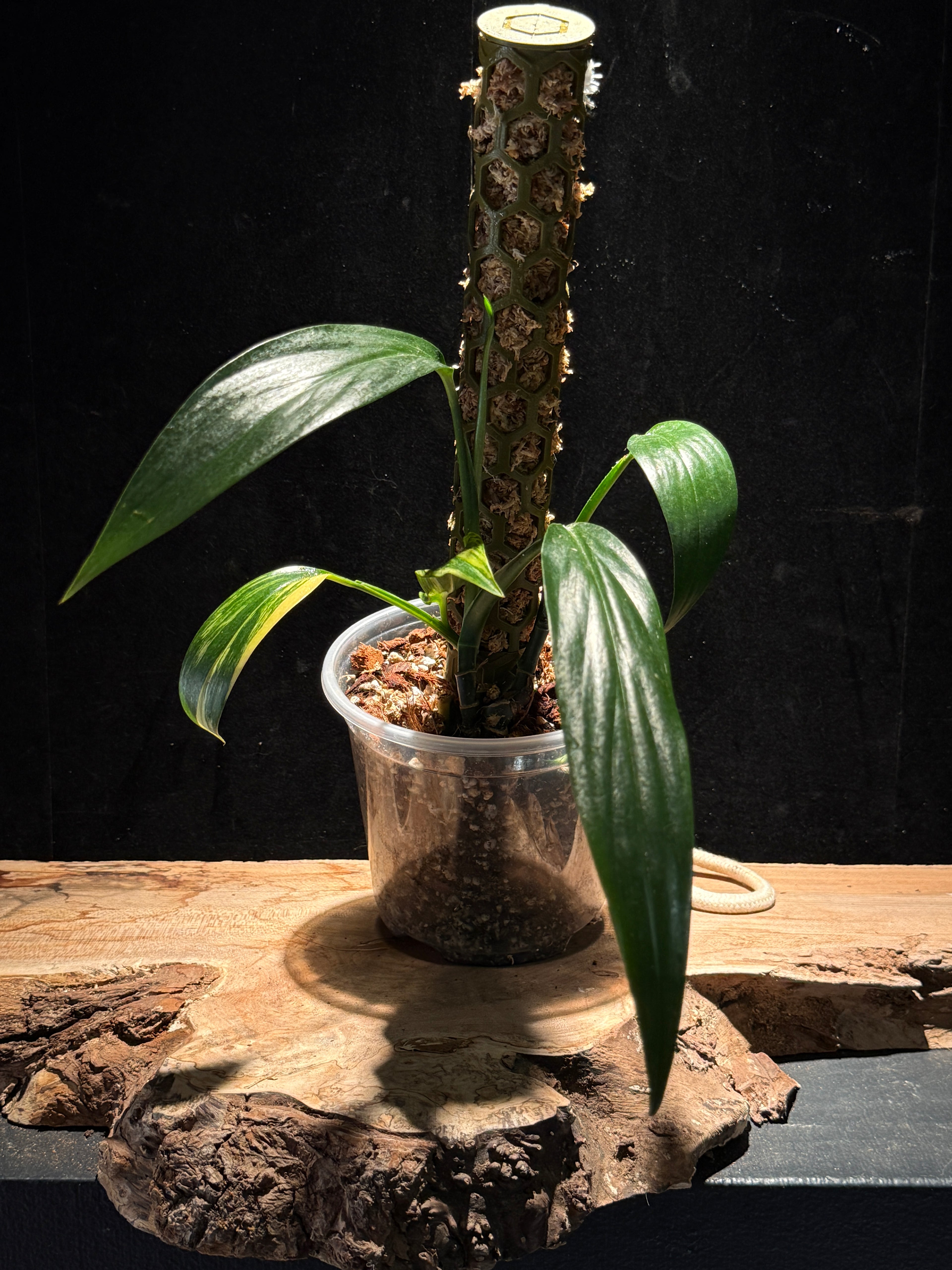Epipremnum amplissimum ‘Aurea’ – Gold Variegated Amplissimum