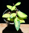 Hoya ‘Actua’ Inner Variegated