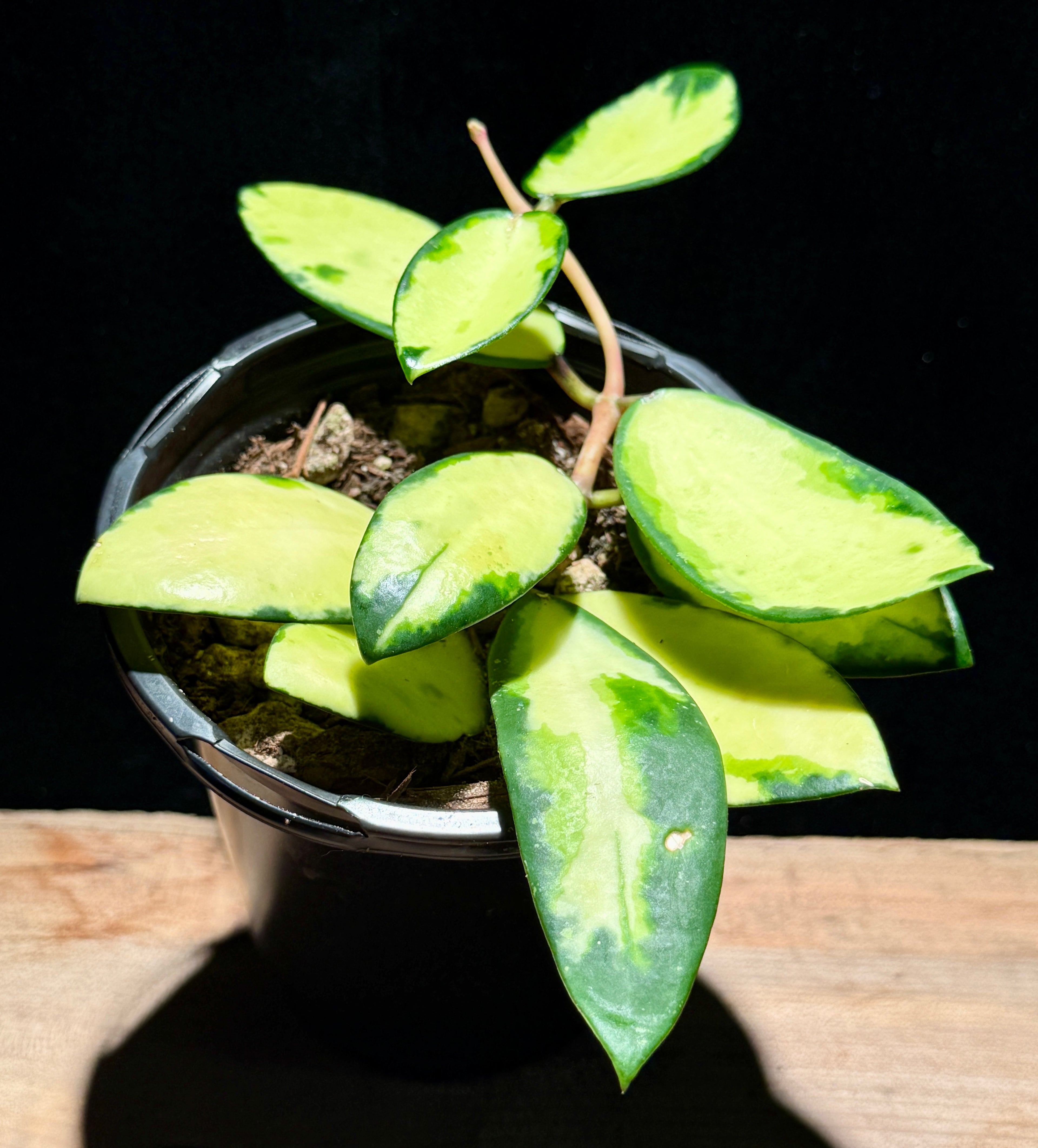Hoya ‘Actua’ Inner Variegated
