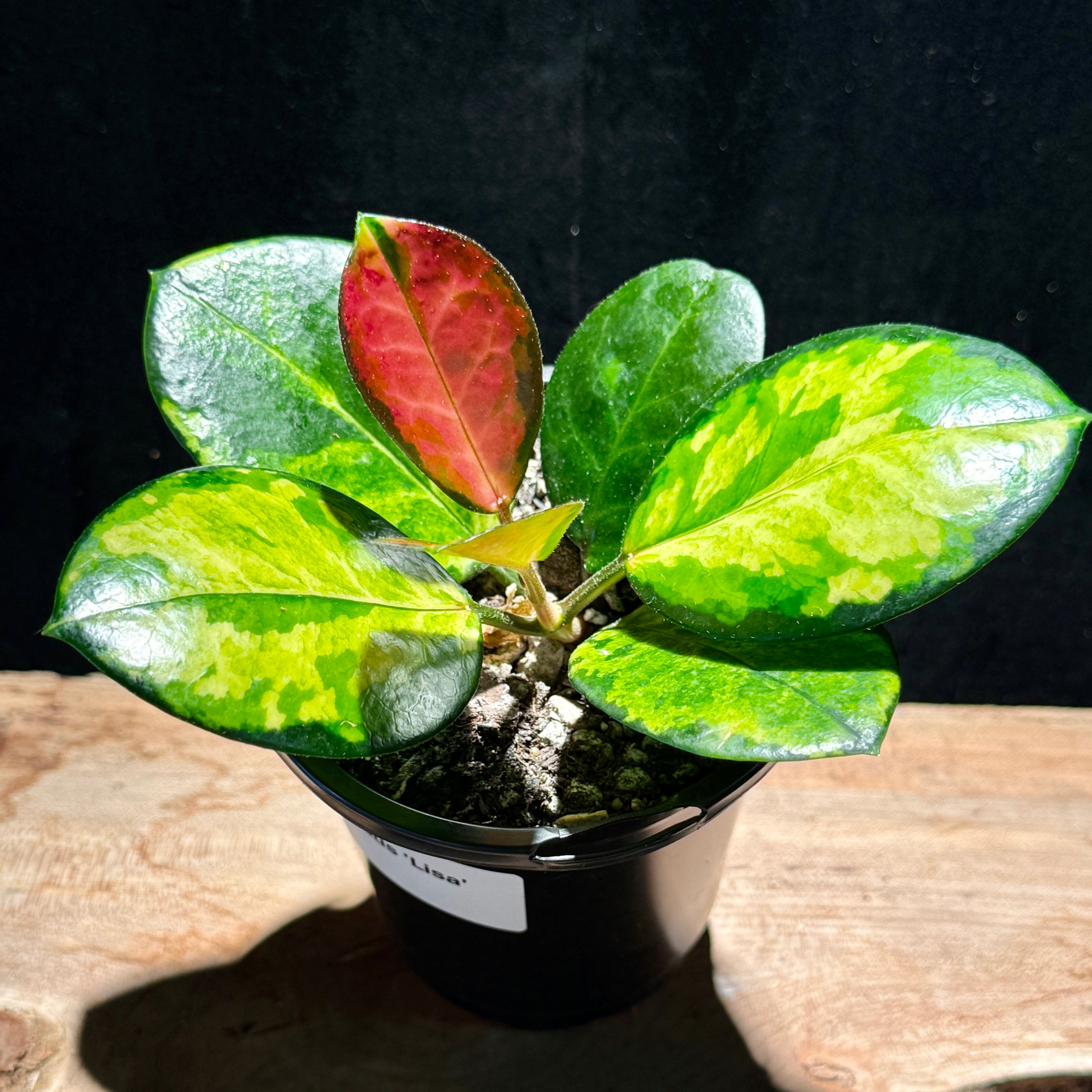 Hoya australis ‘Lisa’ – Pastel Variegated Hoya
