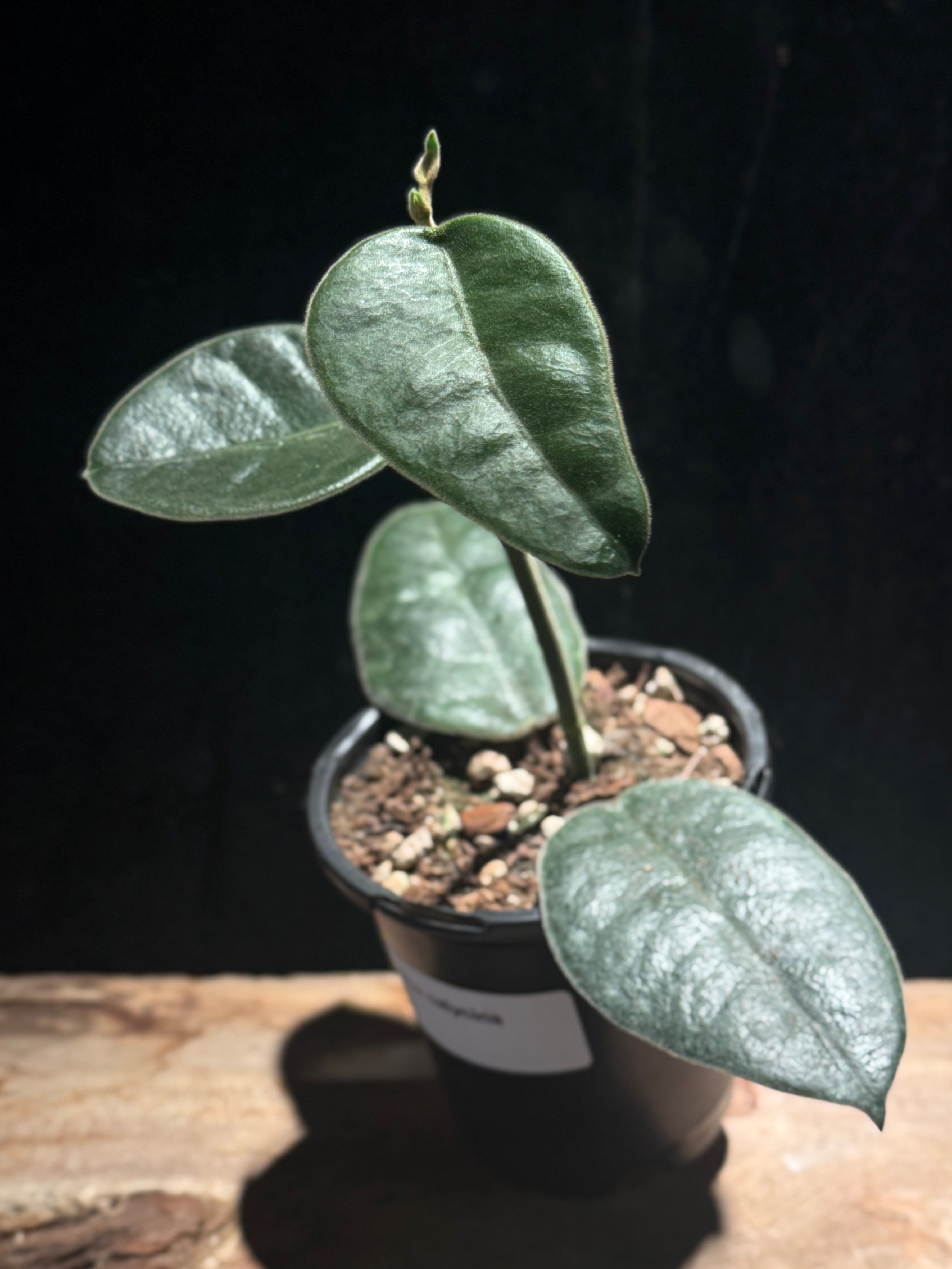 Hoya calycina