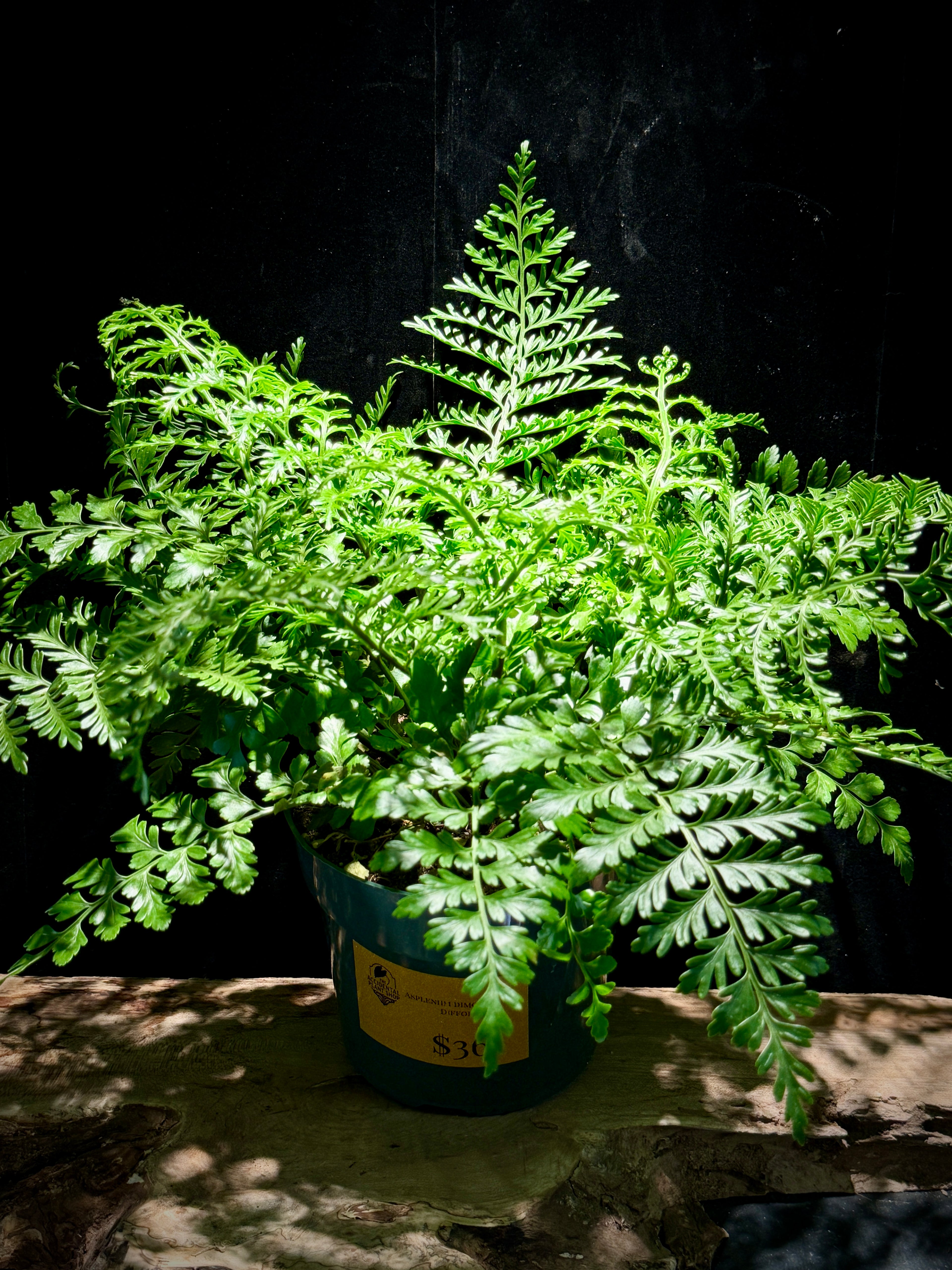 Asplenium dimorphum × difforme – Ruffled Hybrid Fern