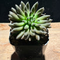 Sinocrassula yunnanensis – Chinese Jade Plant