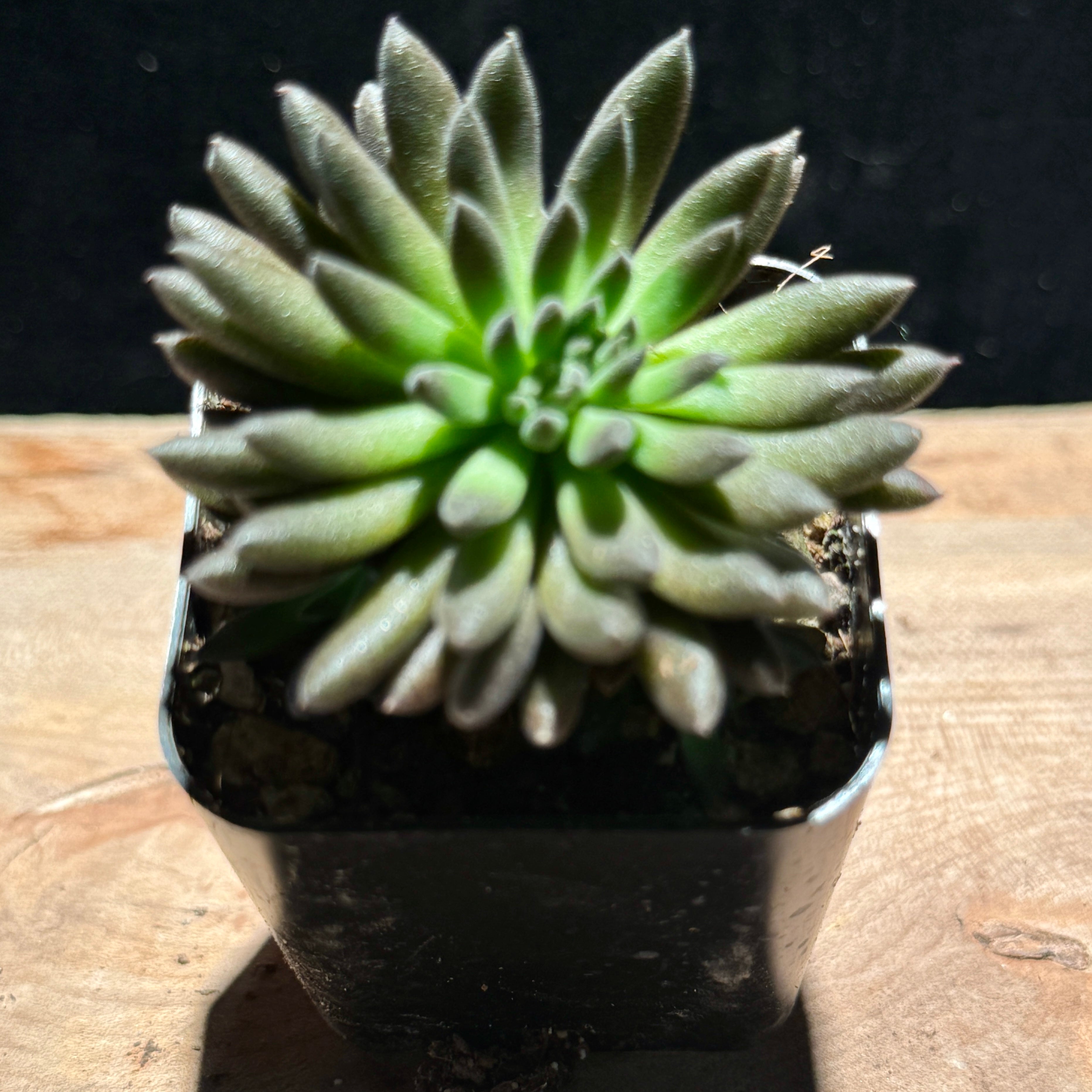 Sinocrassula yunnanensis – Chinese Jade Plant