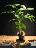 Money Tree – Pachira aquatica