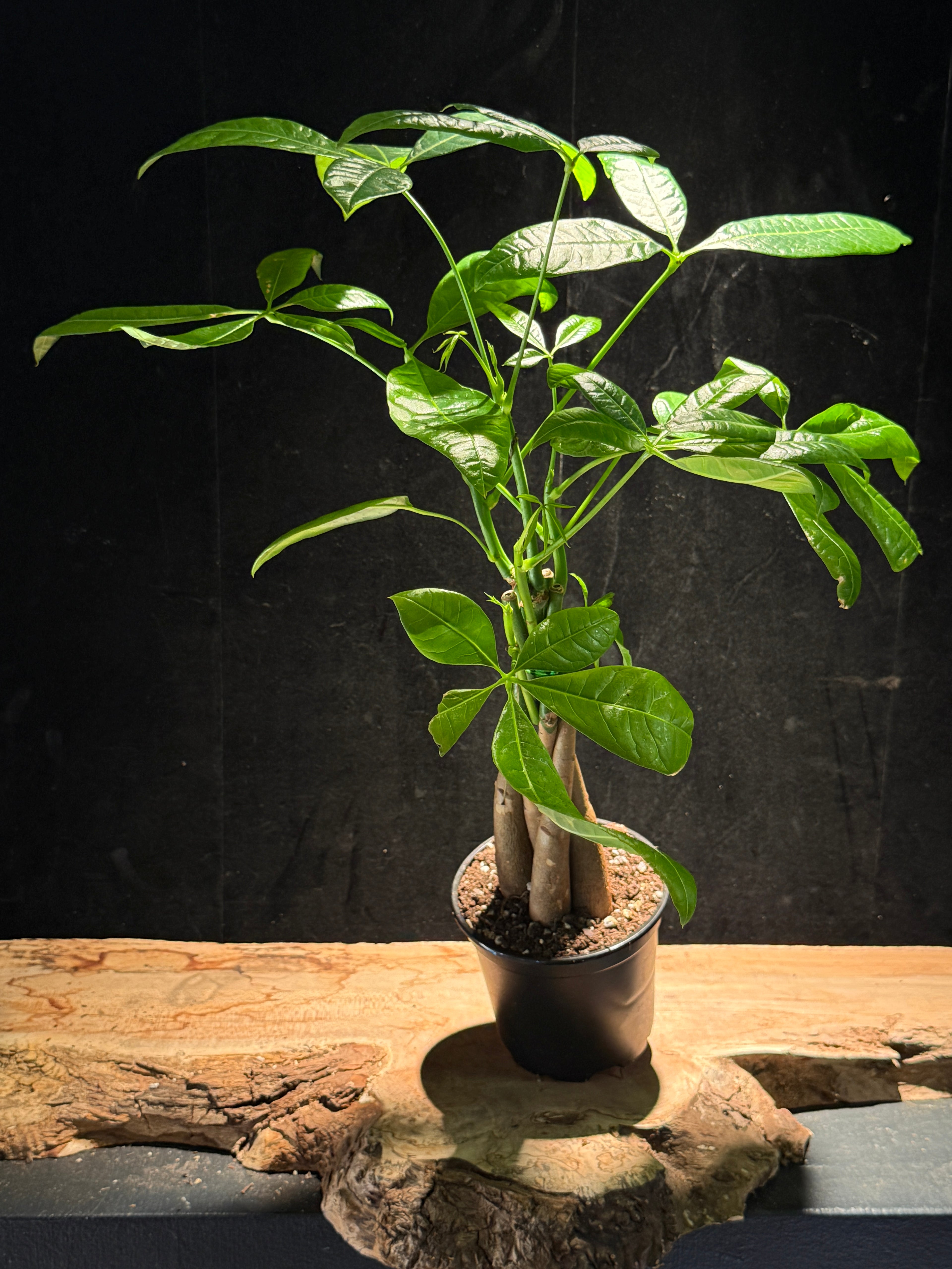 Money Tree – Pachira aquatica