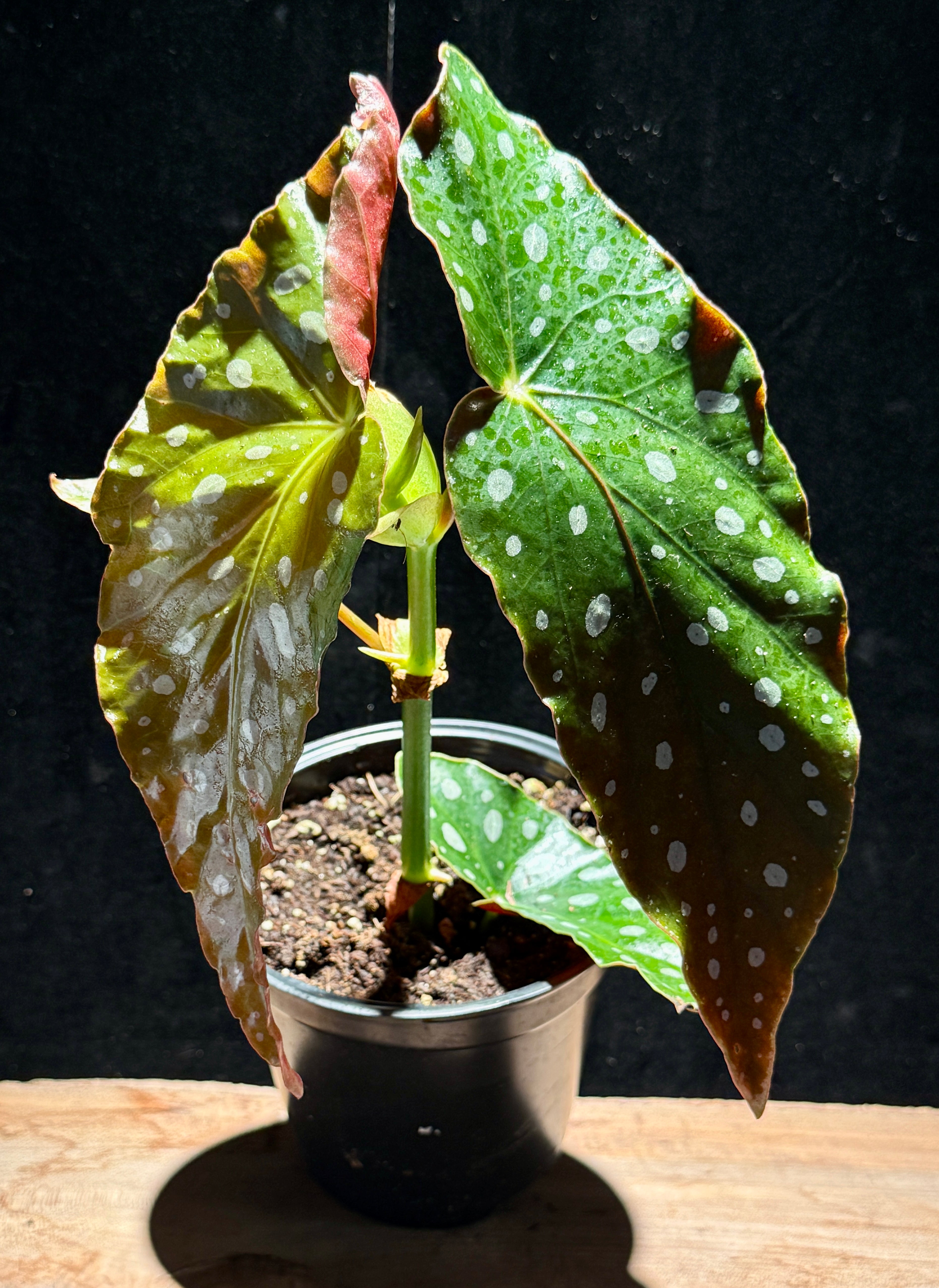 Begonia maculata polka dot 4”