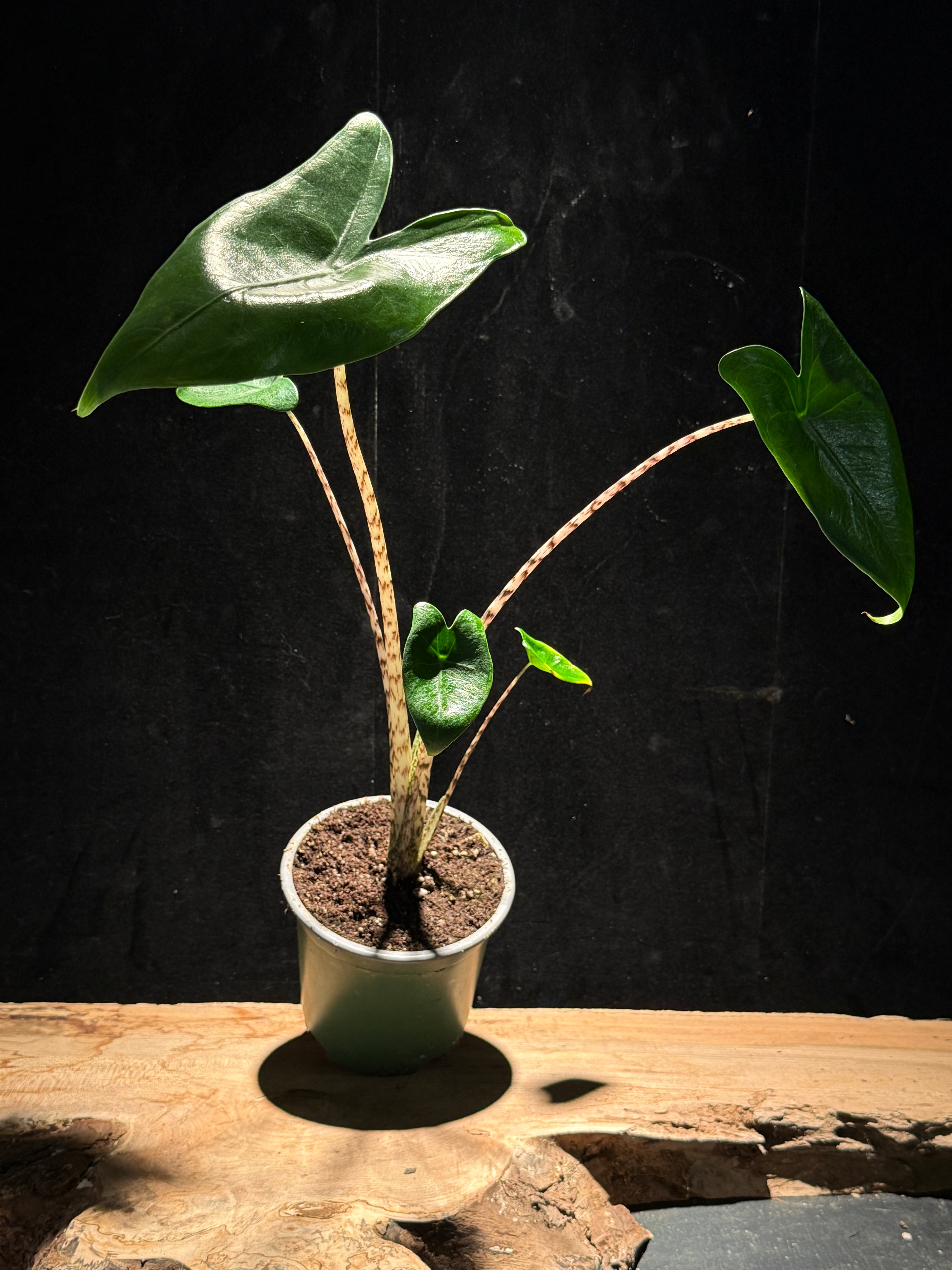 Alocasia zebrina – Zebra Alocasia