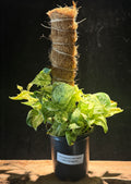 Scindapsus Jade Satin ‘Variegated’ on Moss Pole