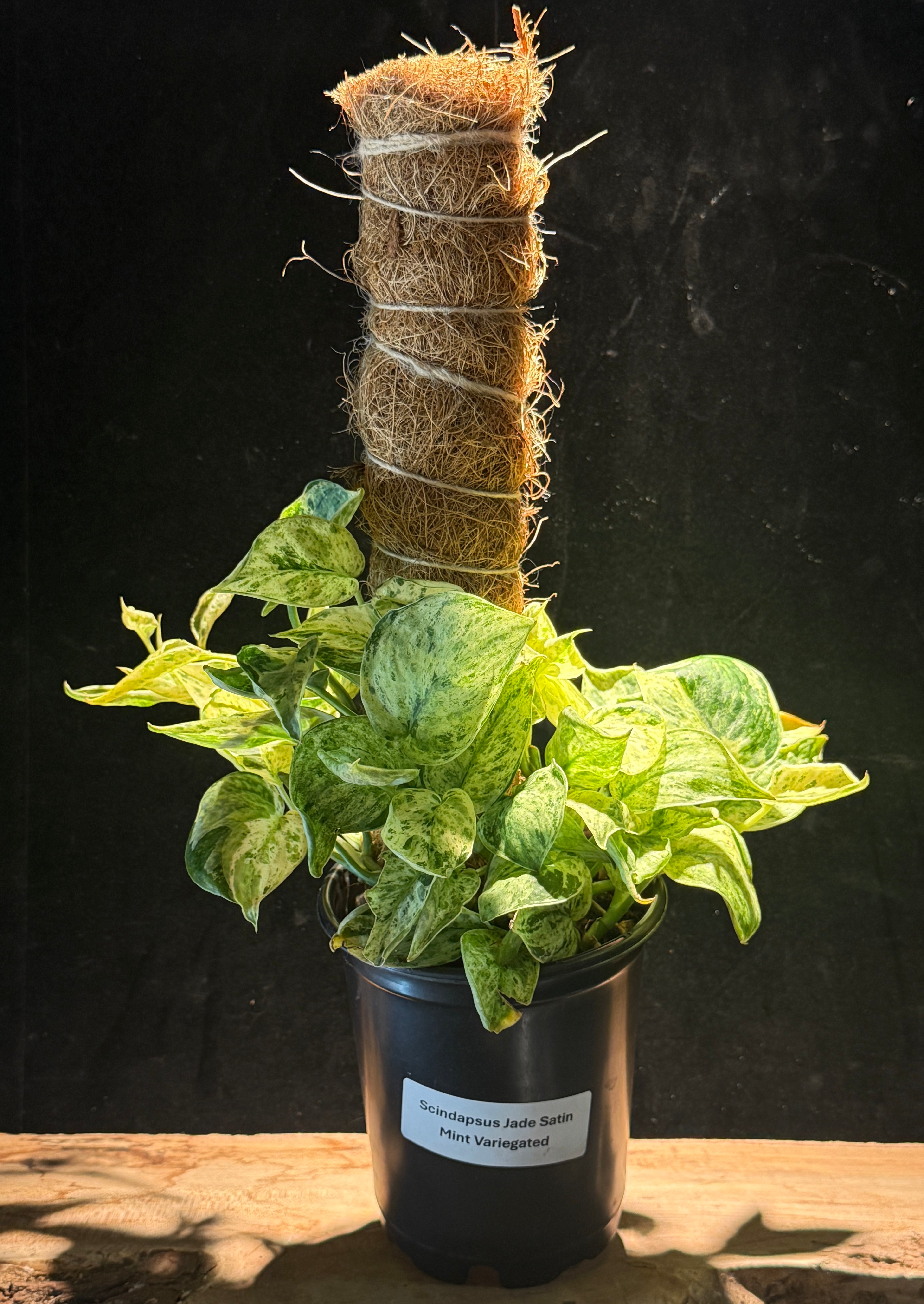Scindapsus Jade Satin ‘Variegated’ on Moss Pole