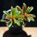 Peperomia graveolens – Ruby Glow Peperomia