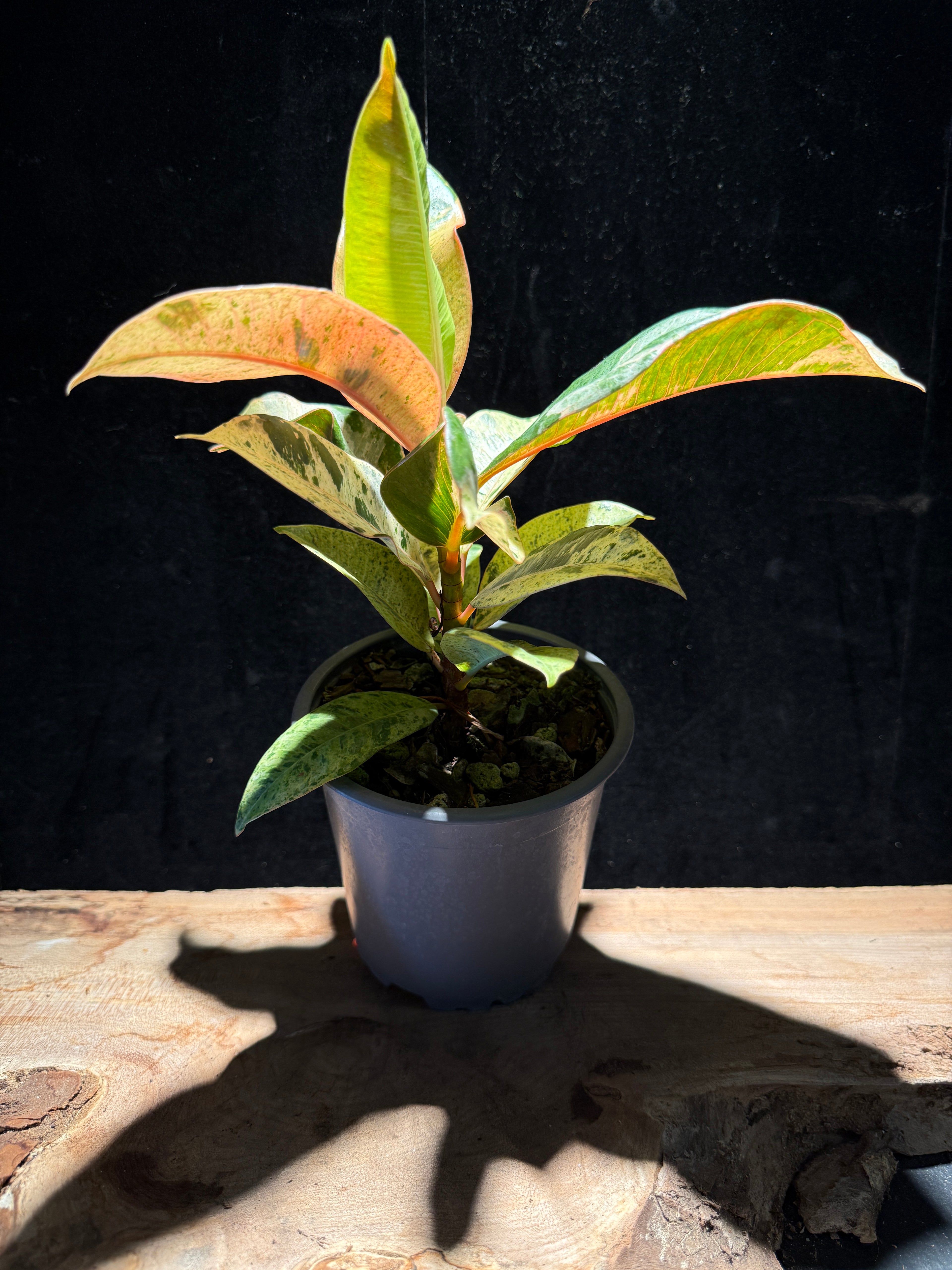 Ficus shivereana ‘Moonshine’ – Variegated Rubber Tree