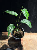 Monstera siltepecana – Silver Monstera Vine