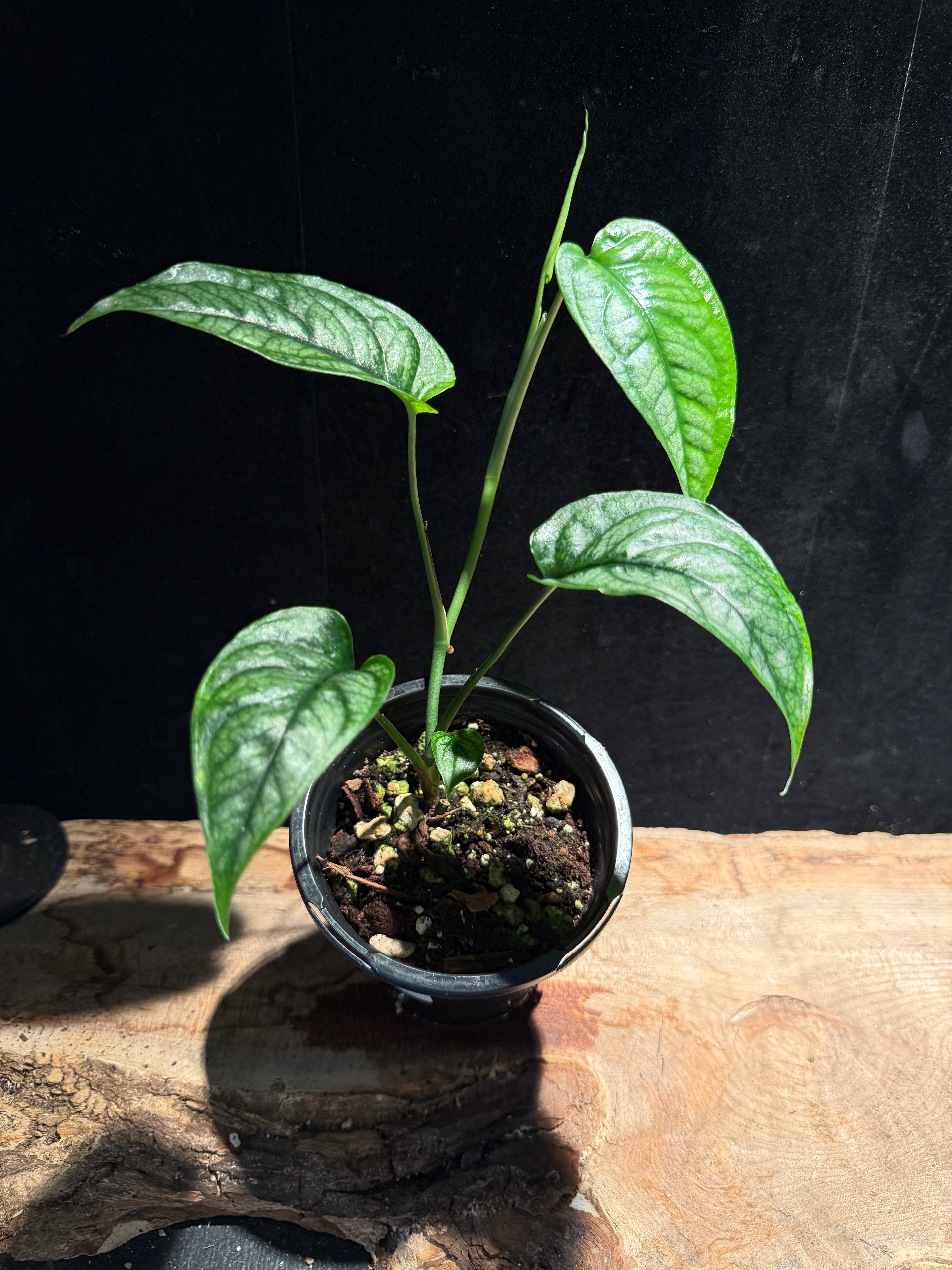 Monstera siltepecana – Silver Monstera Vine