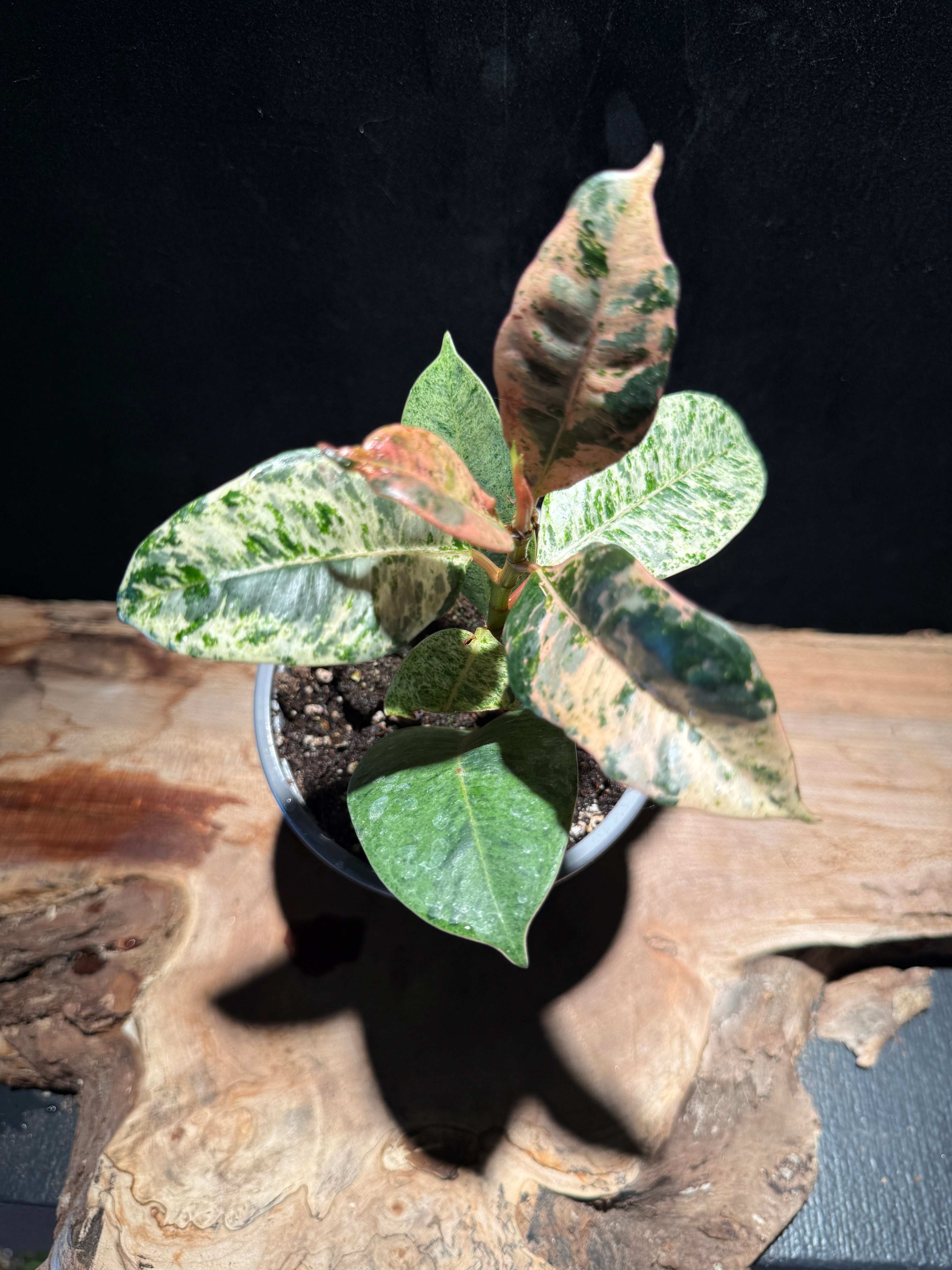 Ficus shivereana ‘Moonshine’ – Variegated Rubber Tree