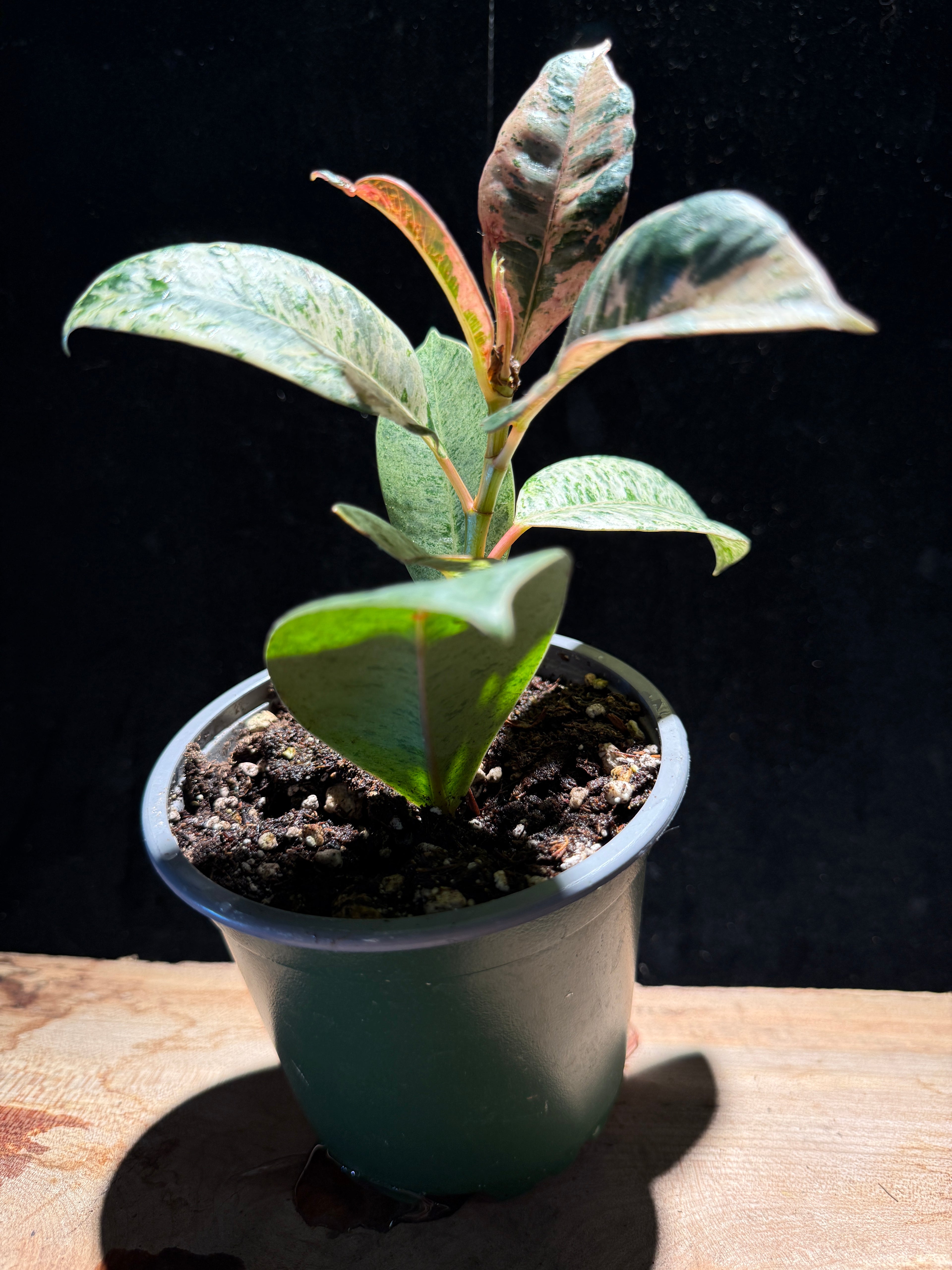 Ficus shivereana ‘Moonshine’ – Variegated Rubber Tree