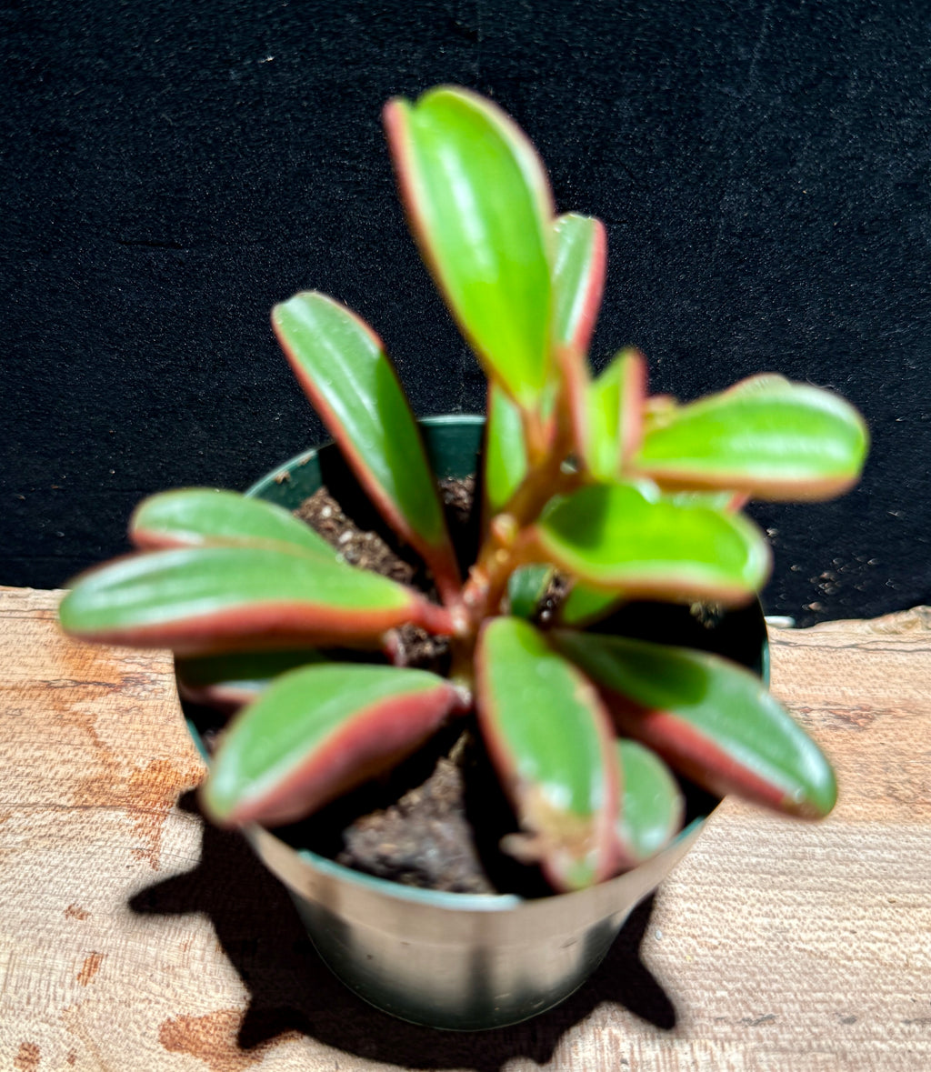 Peperomia graveolens – Ruby Glow Peperomia