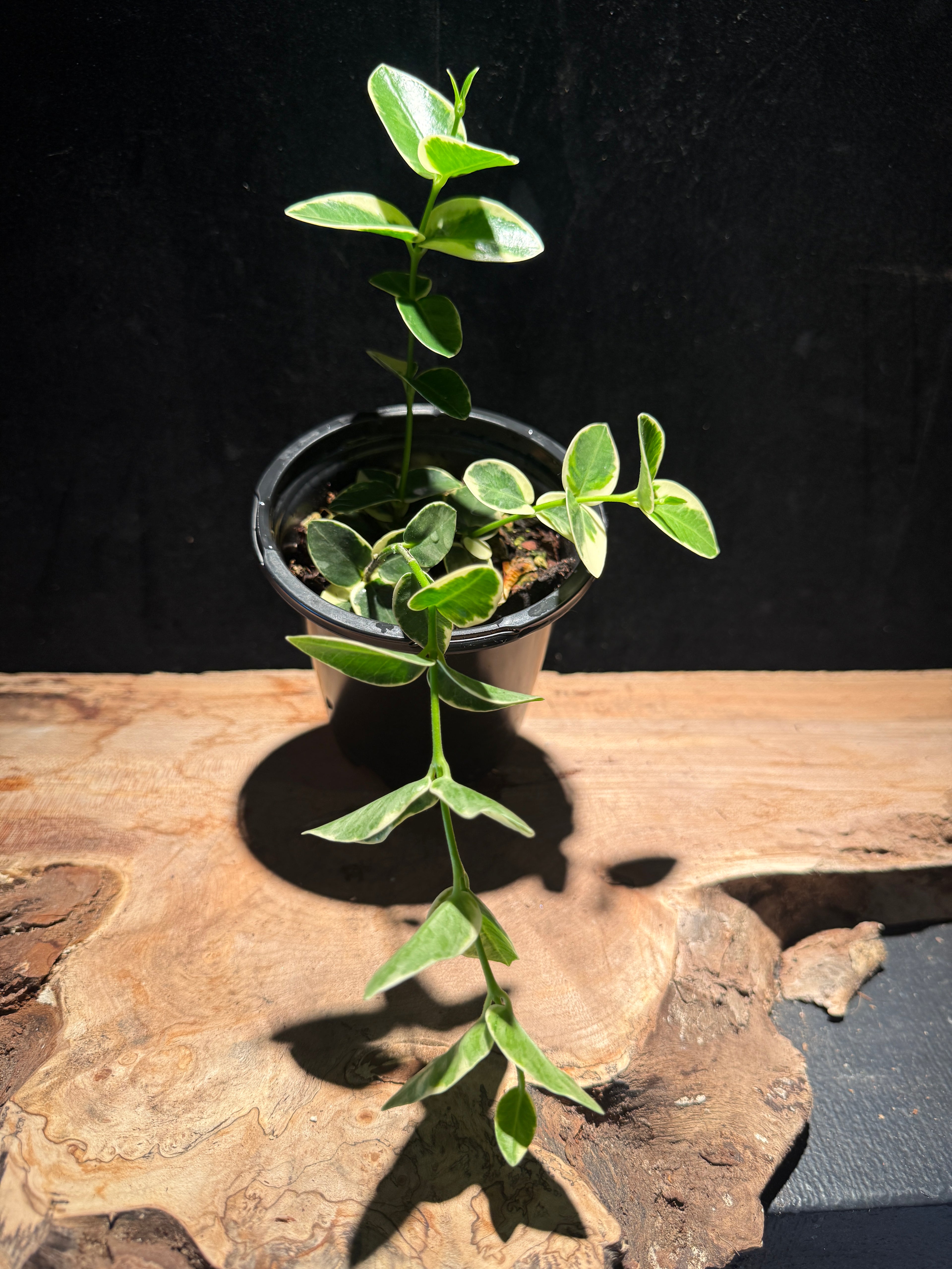 Hoya cumingiana ‘Outer Variegata’ – Variegated Stacked Hoya