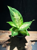 Dieffenbachia ‘Camille’ – Cream & Green Foliage Houseplant