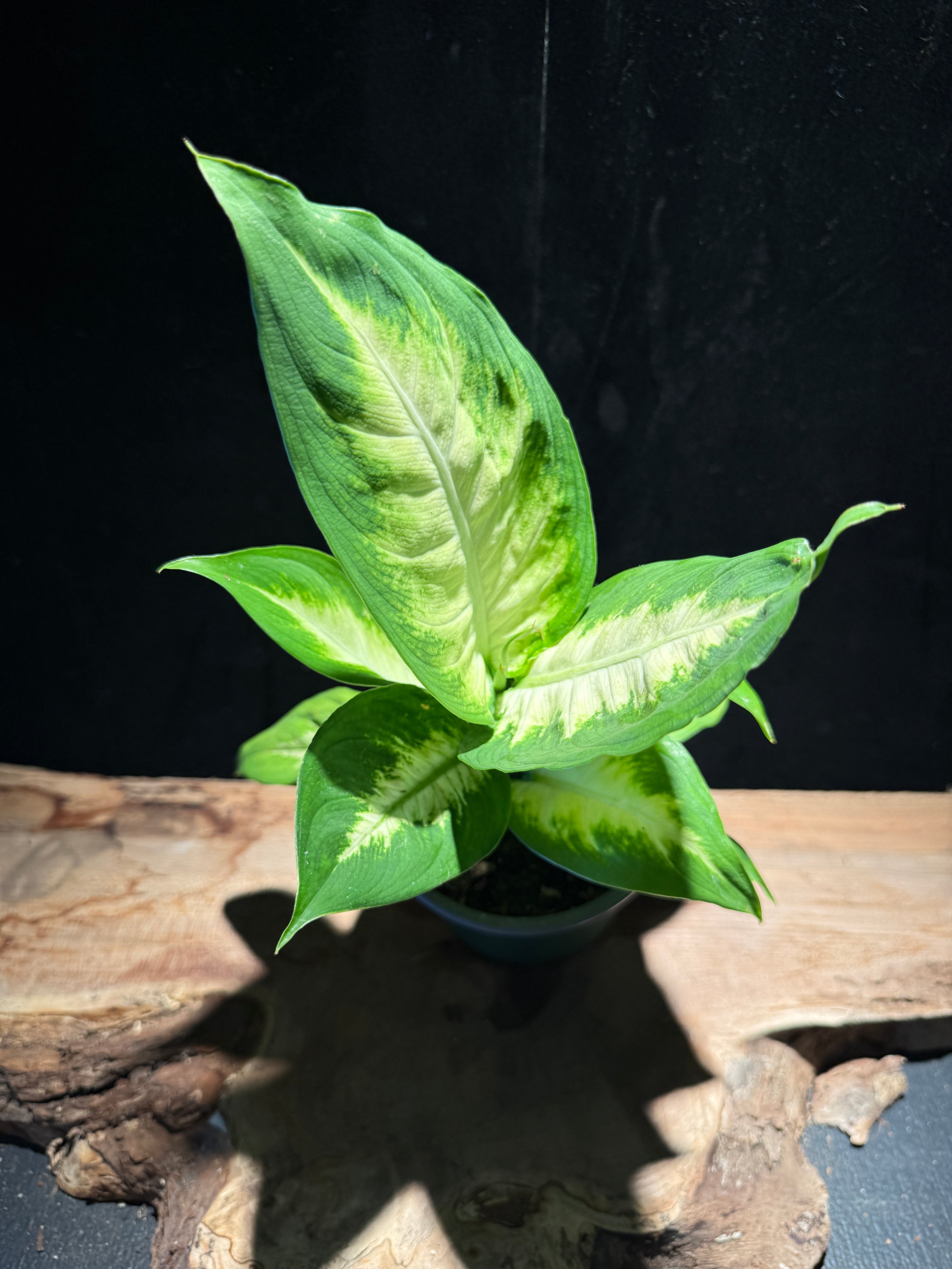 Dieffenbachia ‘Camille’ – Cream & Green Foliage Houseplant