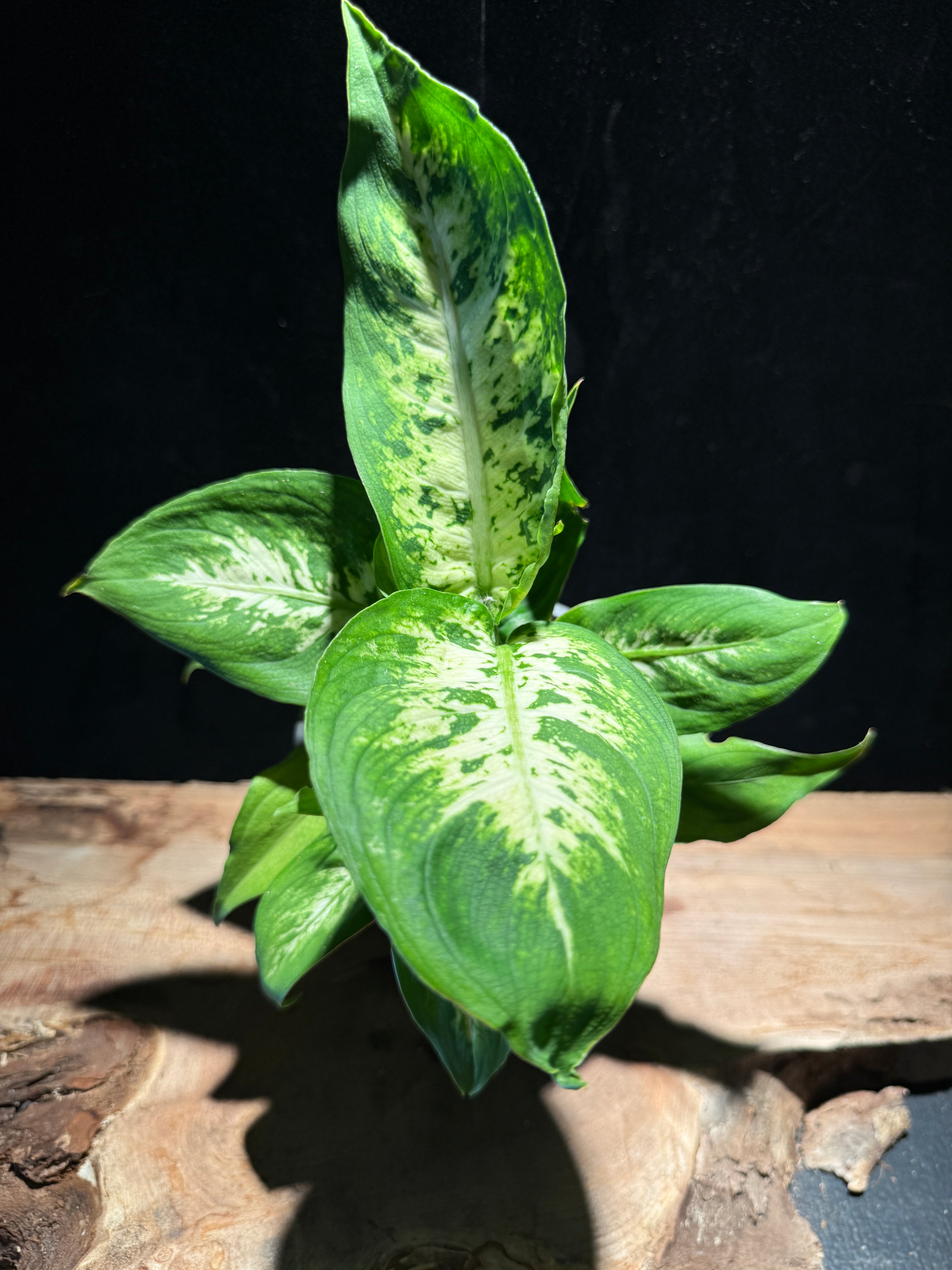 Compact Dieffenbachia – Small Leopard Lily
