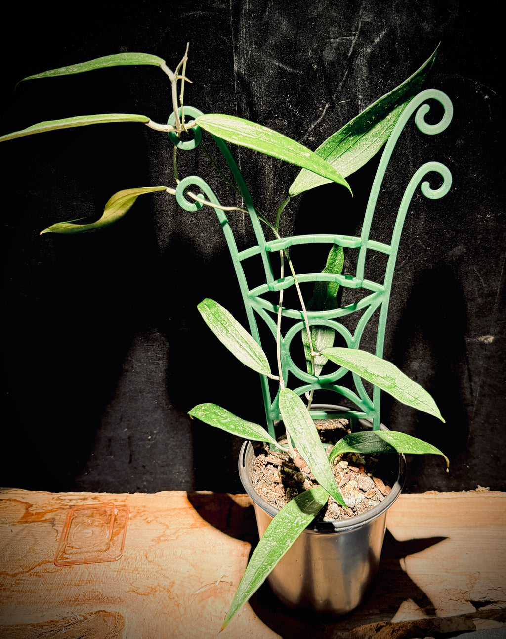 Hoya Rindu Rafflesia – Rare Trailing Hoya Houseplant\