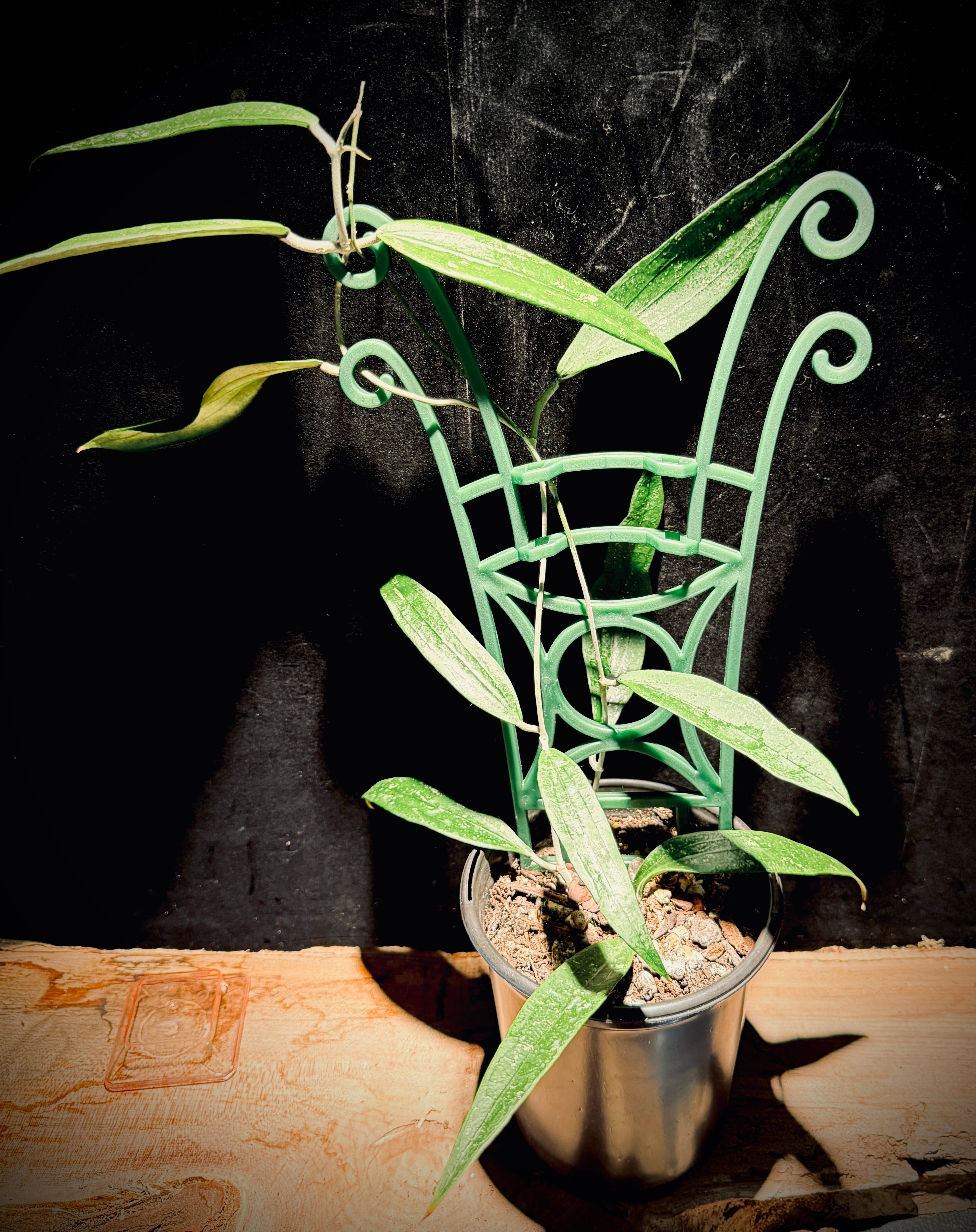 Hoya Rindu Rafflesia – Rare Trailing Hoya Houseplant\