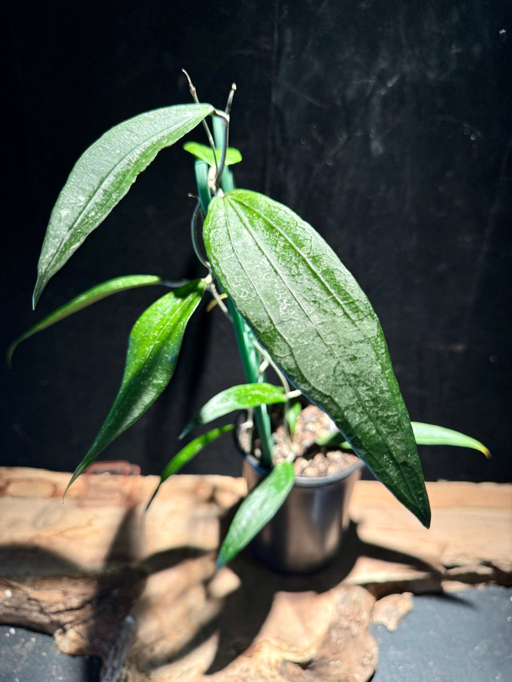 Hoya Rindu Rafflesia – Rare Trailing Hoya Houseplant\
