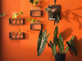 Mounted Staghorn Fern Class 11/7/26 5-7pm