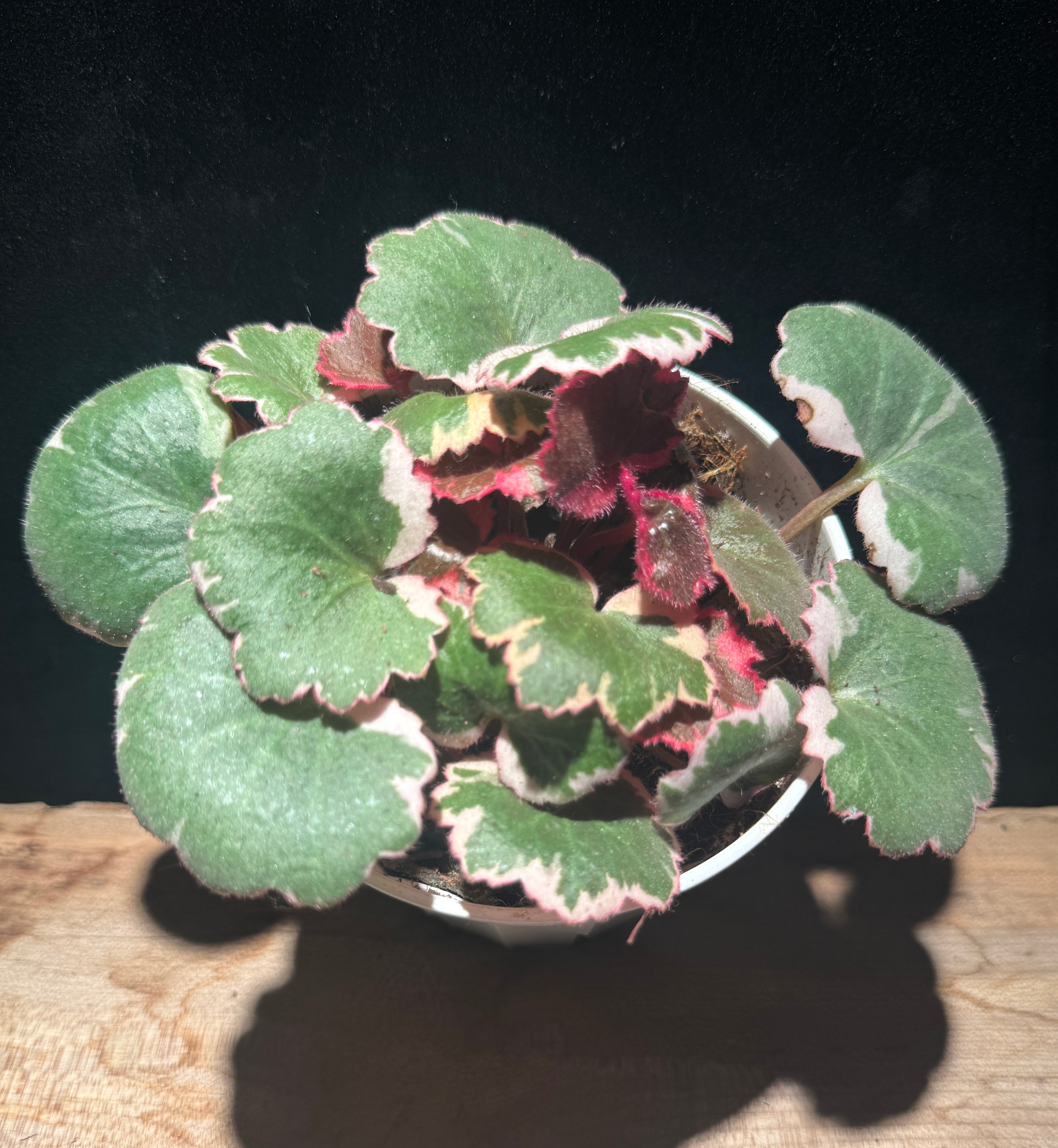 Strawberry Begonia (Saxifraga stolonifera)