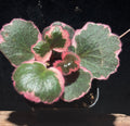 Strawberry Begonia (Saxifraga stolonifera)