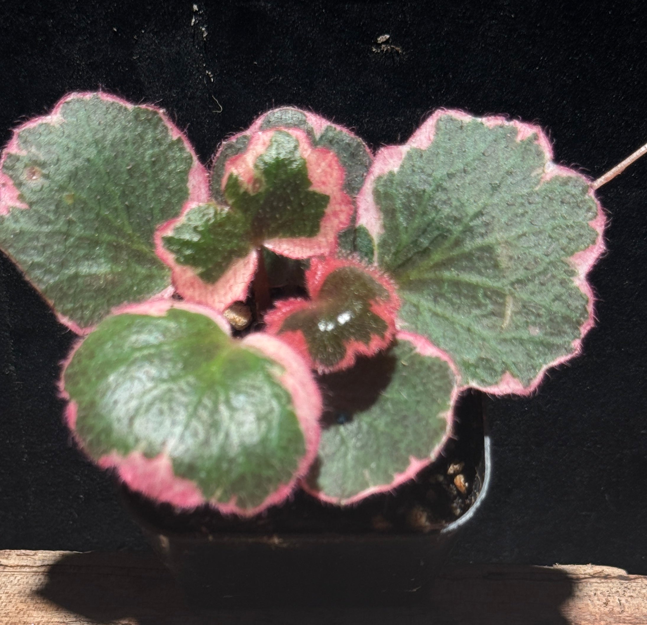 Strawberry Begonia (Saxifraga stolonifera)