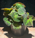 Begonia ‘Soli-Mutata’ (Rex Begonia) Sun changing begonia