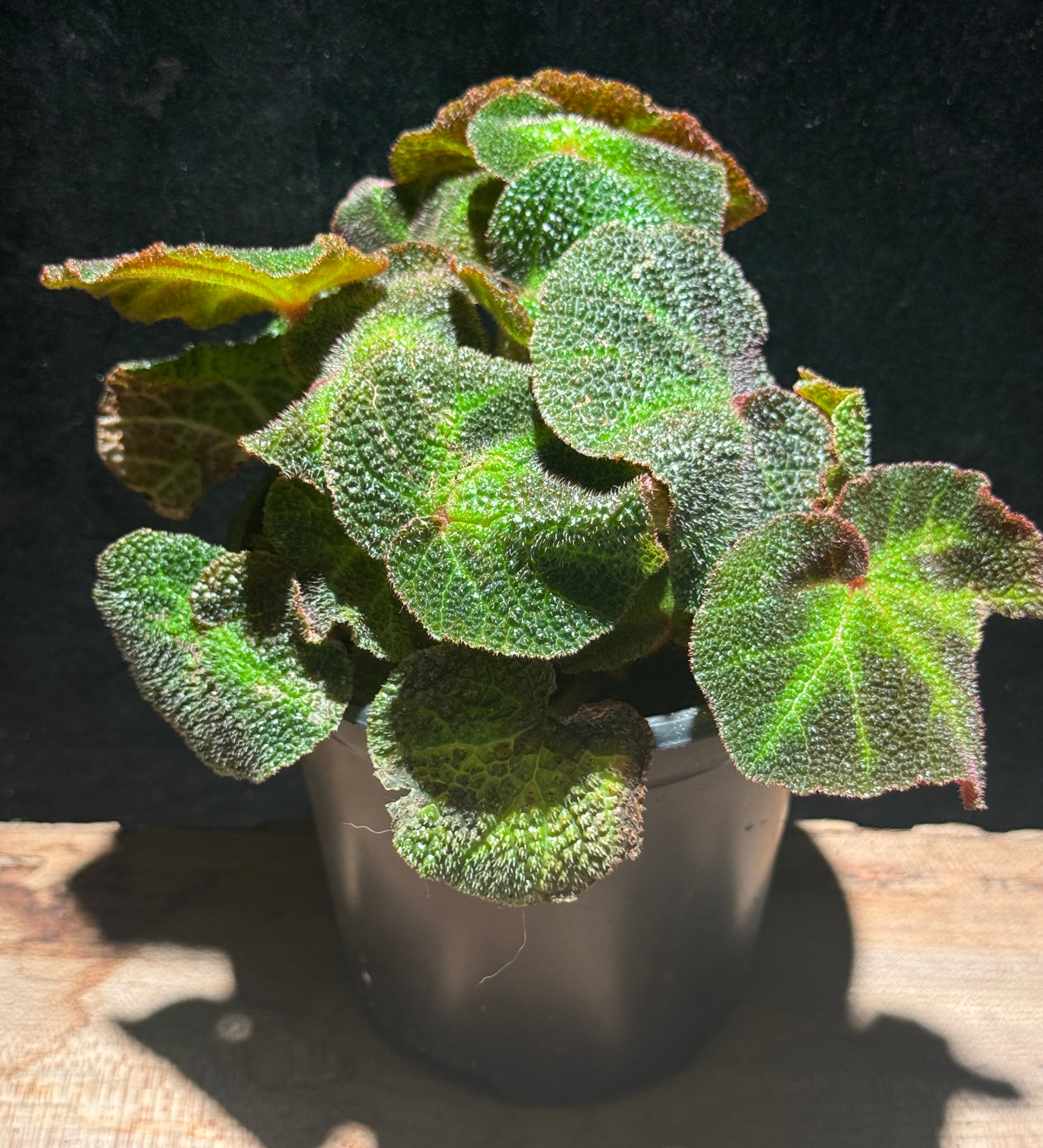 Begonia ‘Soli-Mutata’ (Rex Begonia) Sun changing begonia
