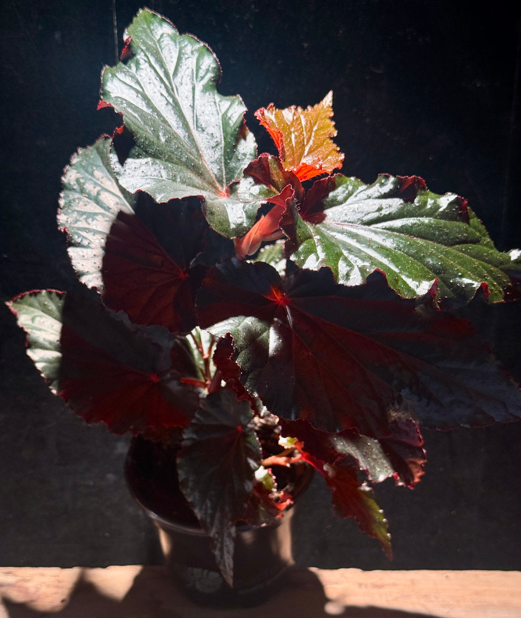 Begonia ‘Black Magic'