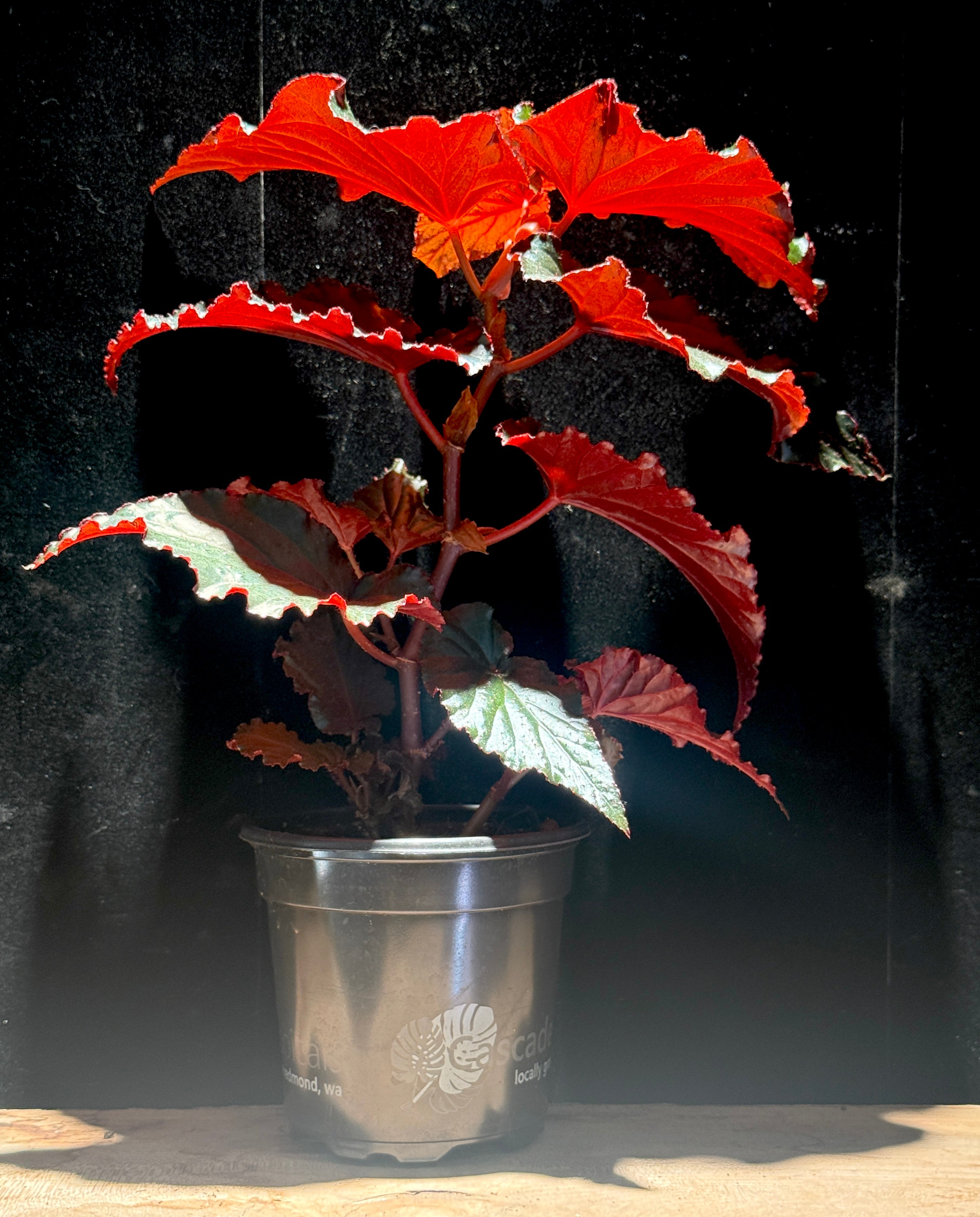 Begonia ‘Black Magic'