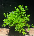 Selaginella kraussiana – Terrarium Club Moss Groundcover