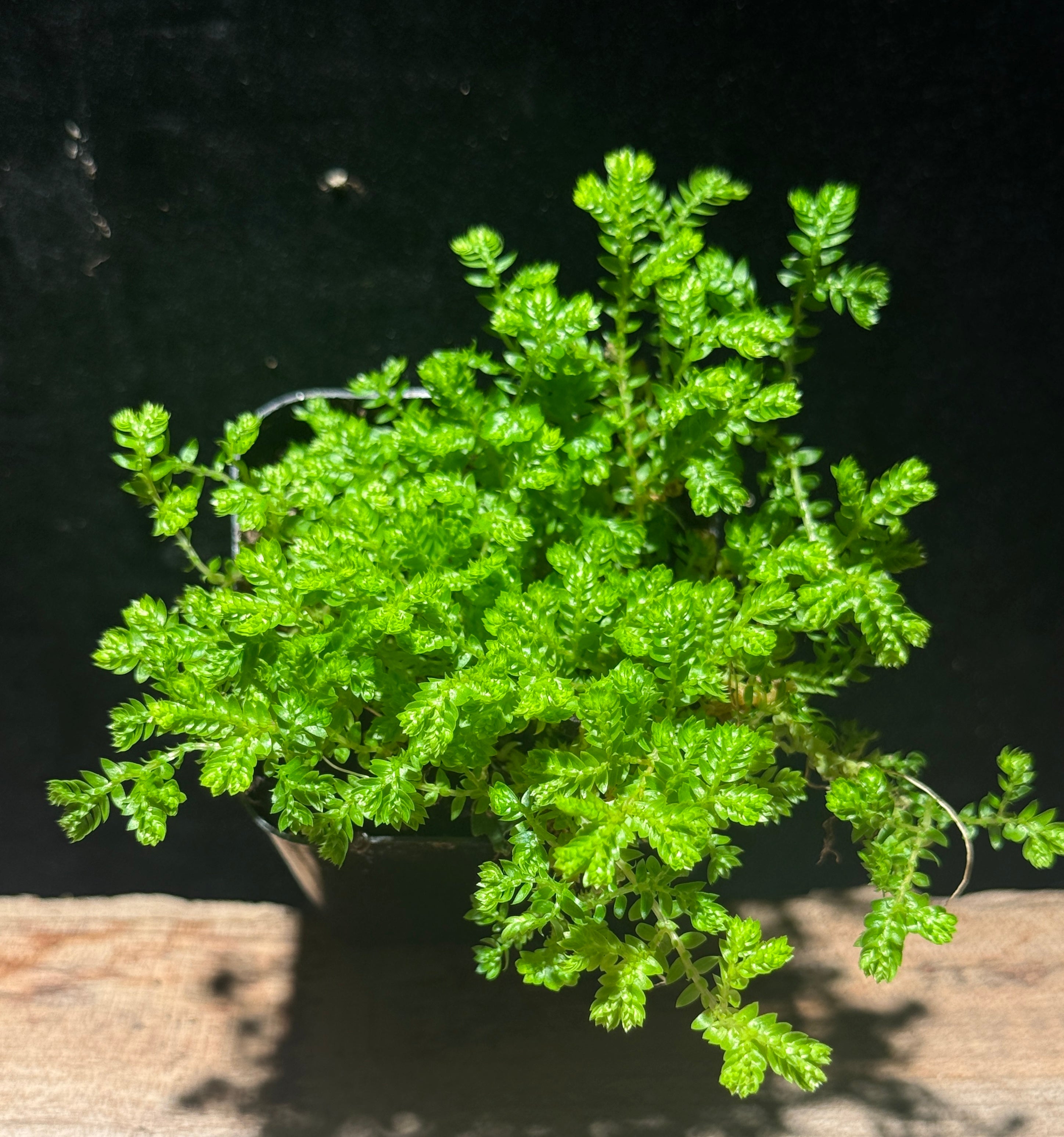Selaginella kraussiana – Terrarium Club Moss Groundcover