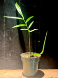 Monstera subpinnata – Rare Pinnate “Palm-Like” Monstera